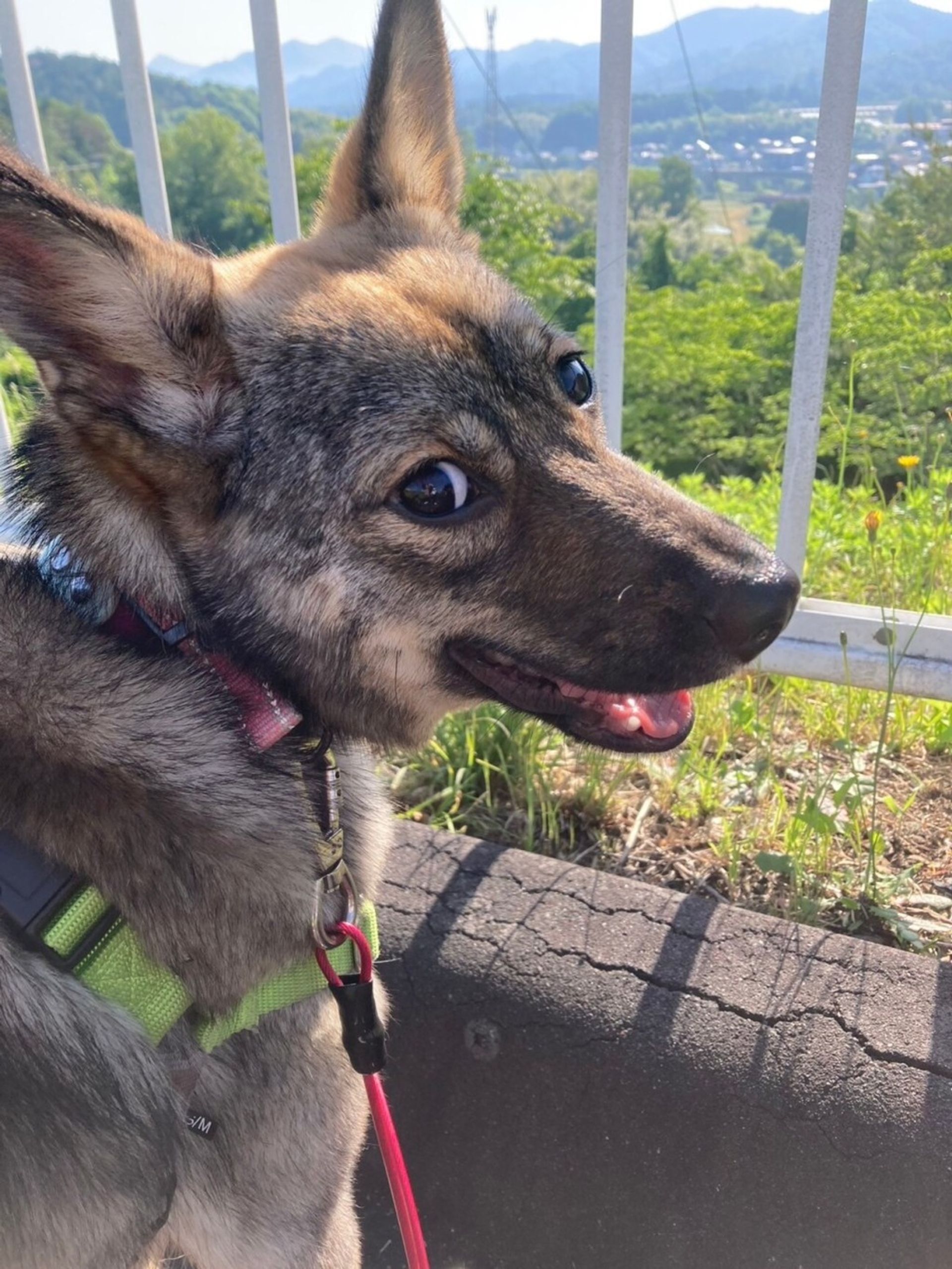 雑種（ミックス犬）・メスの里親募集の写真