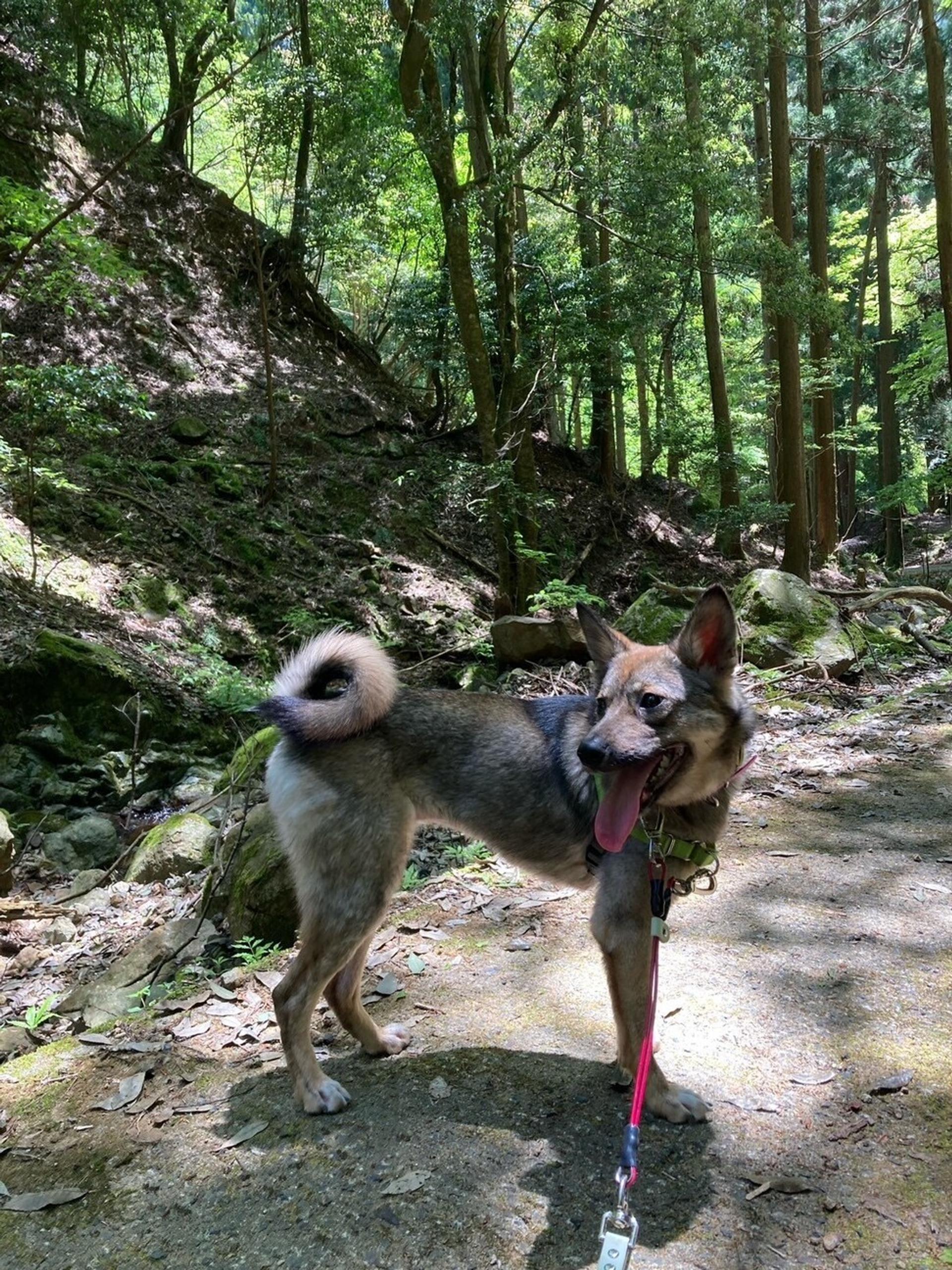 pet-image-5
