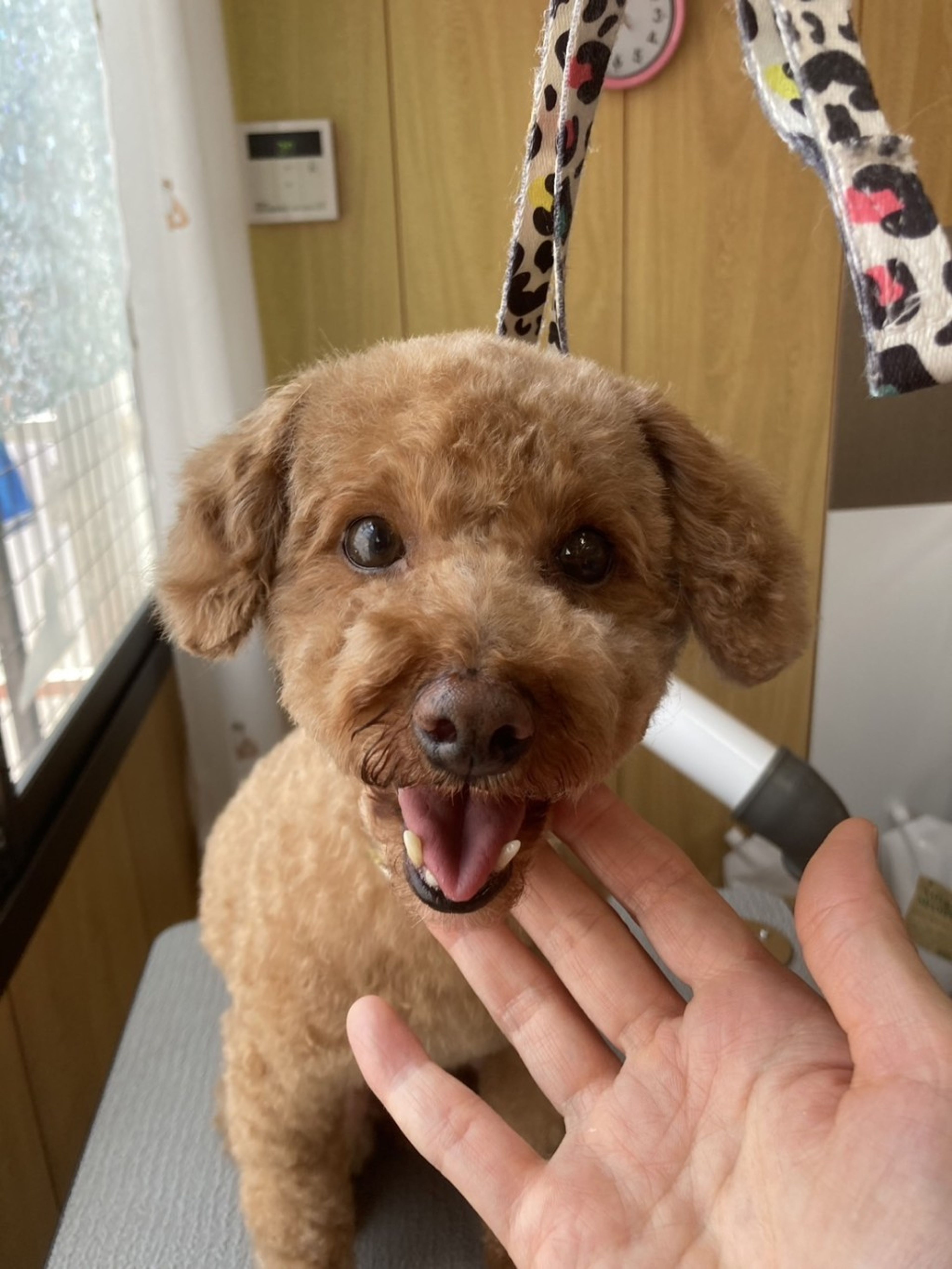 pet-image-2
