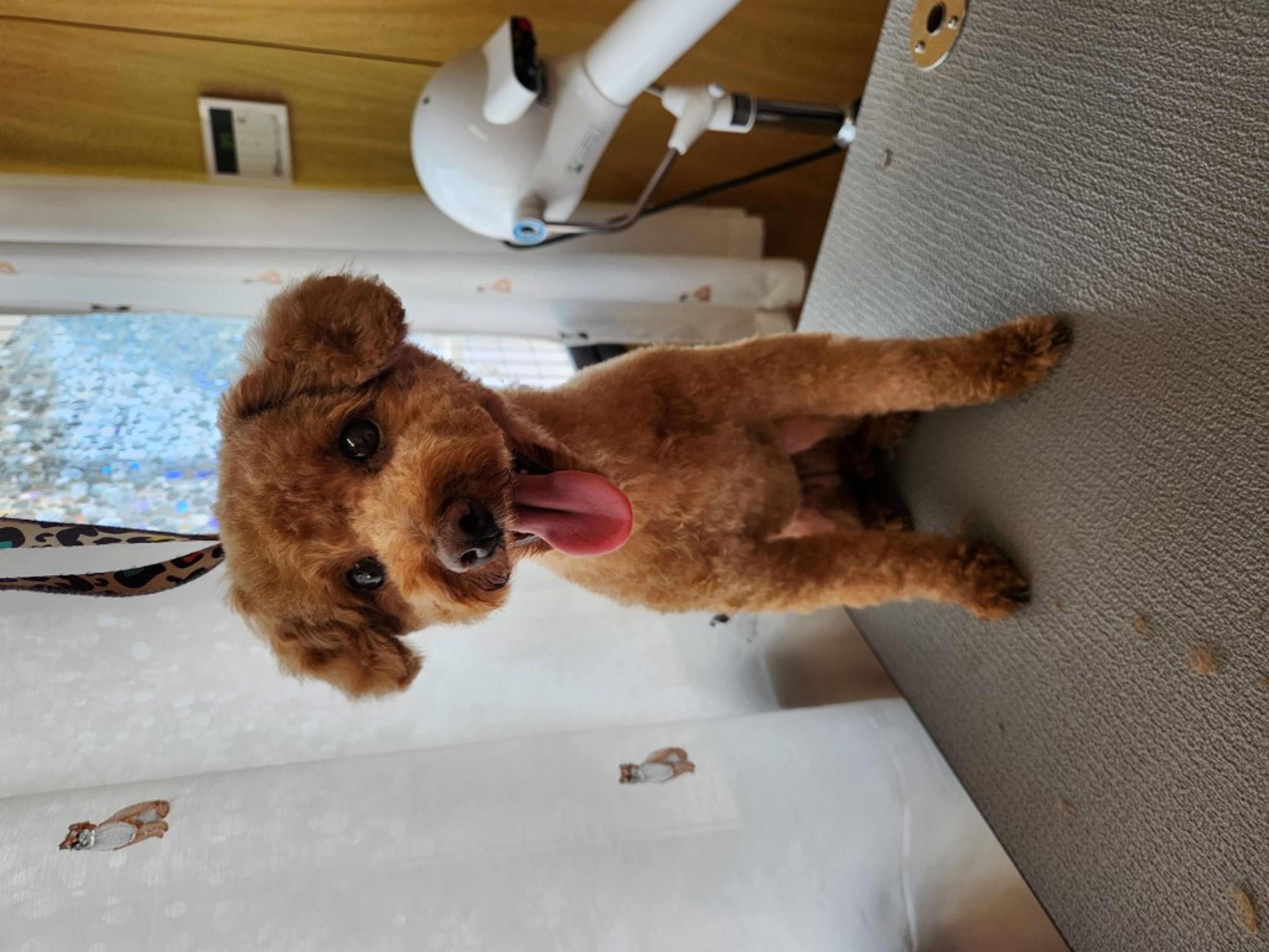 pet-image-3