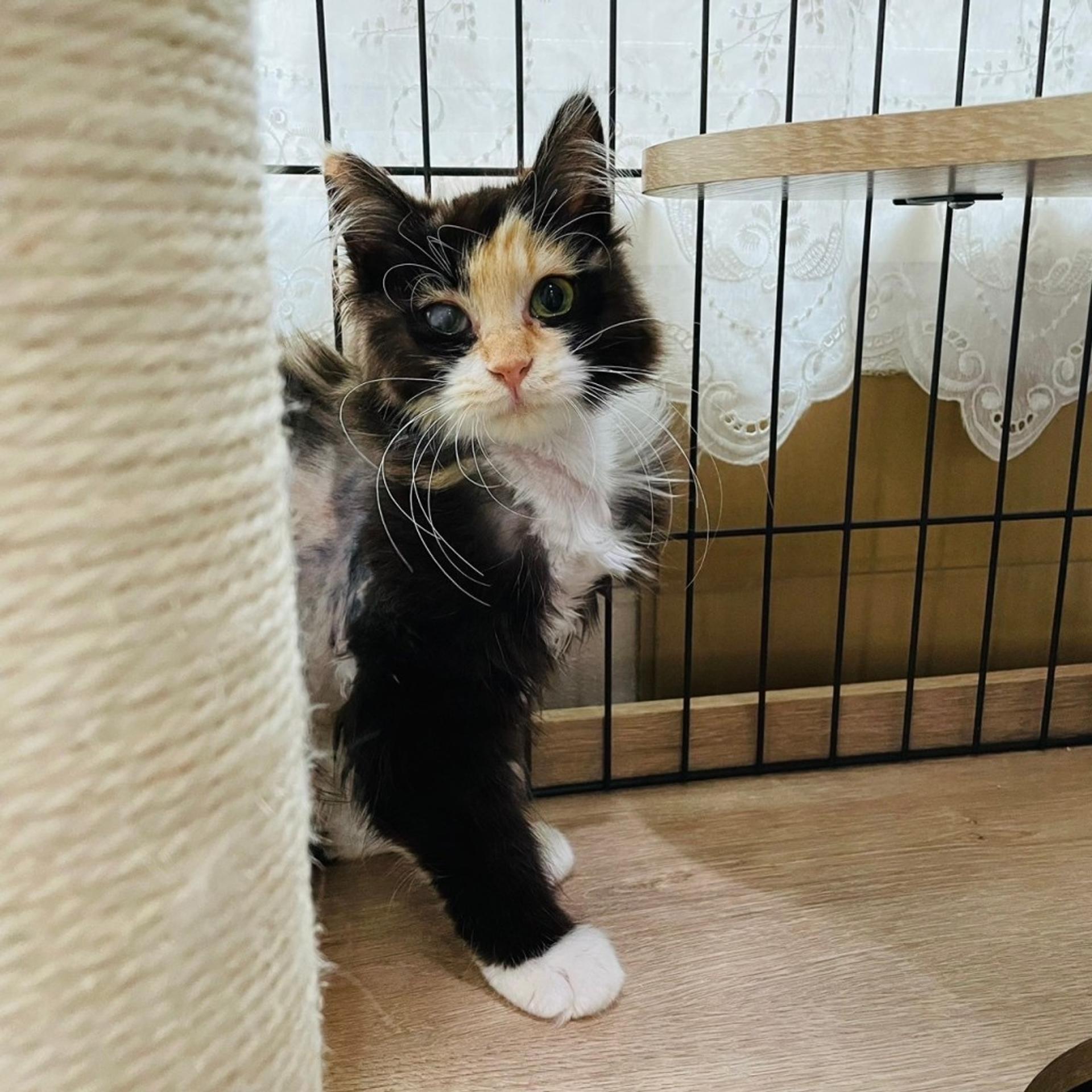 pet-image-2