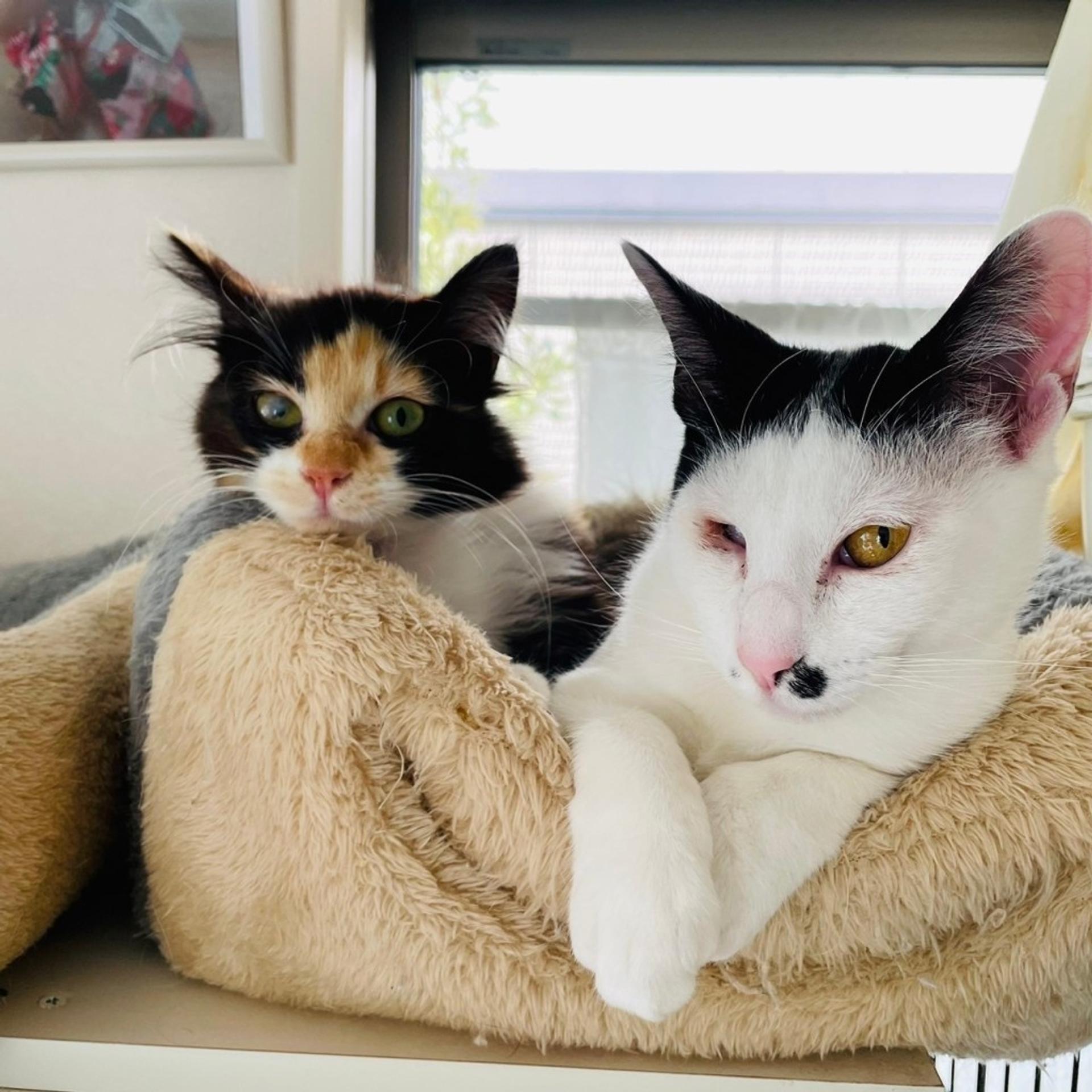 pet-image-8