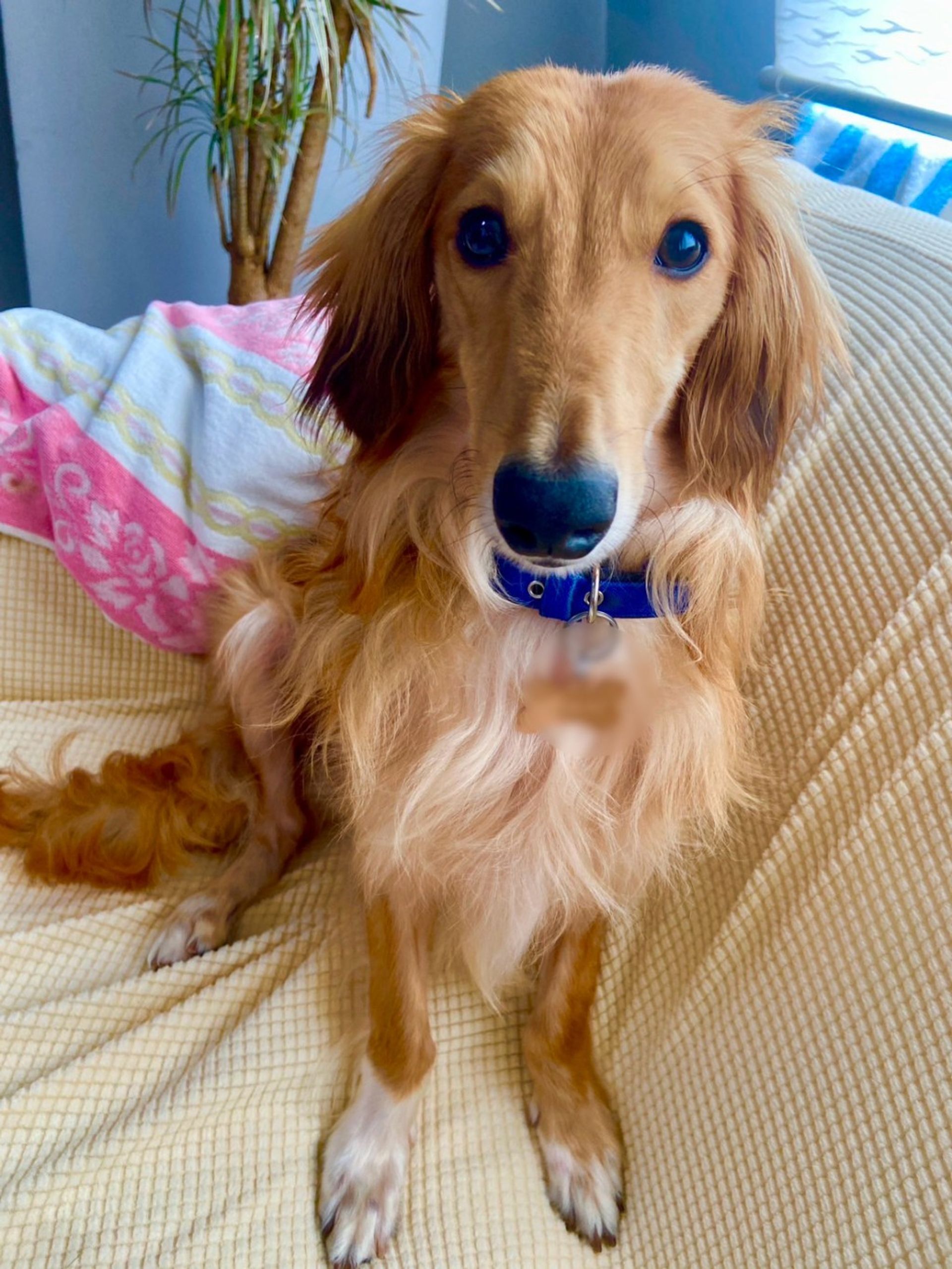 雑種（ミックス犬）・オスの里親募集の写真