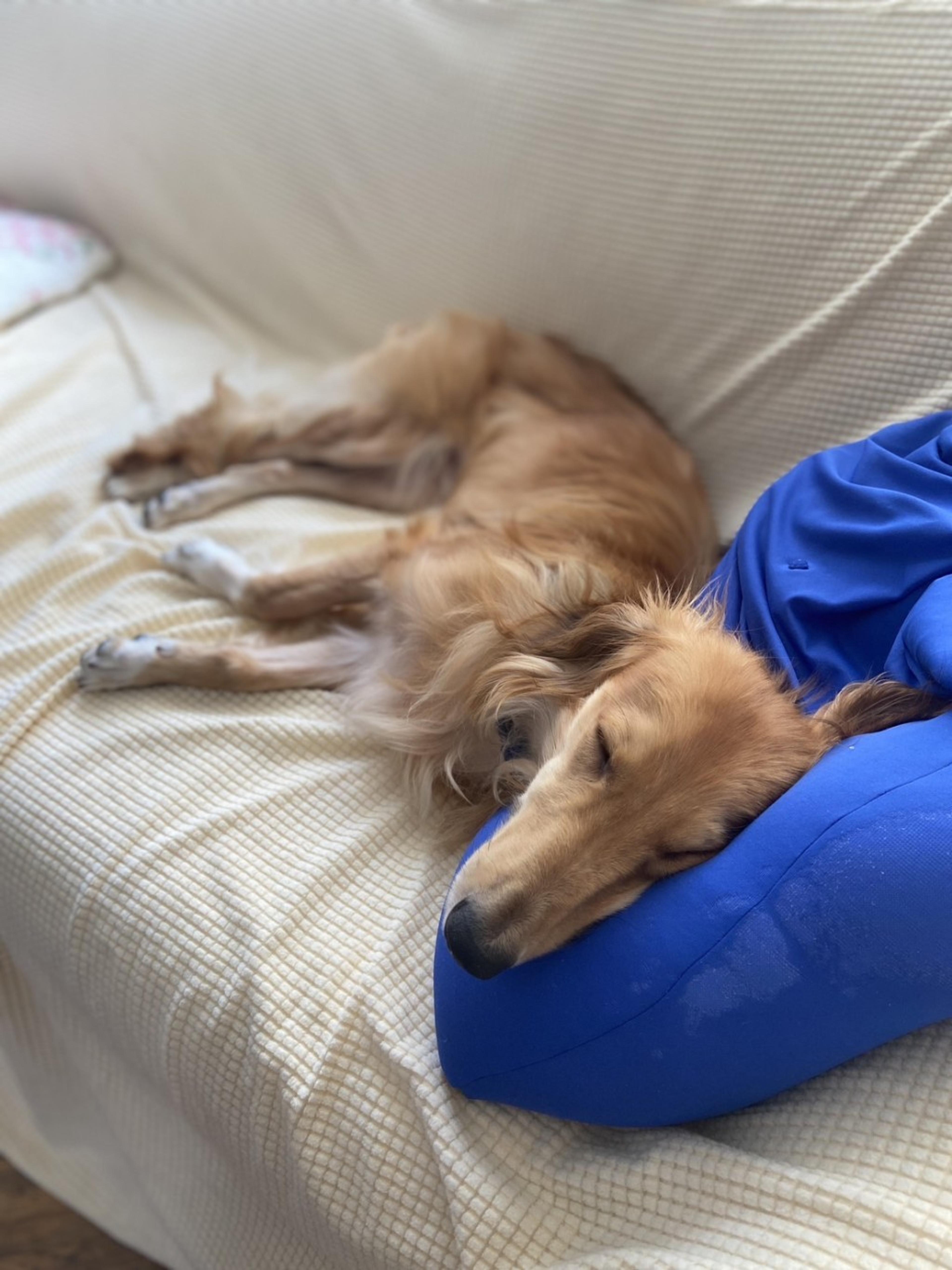 pet-image-2