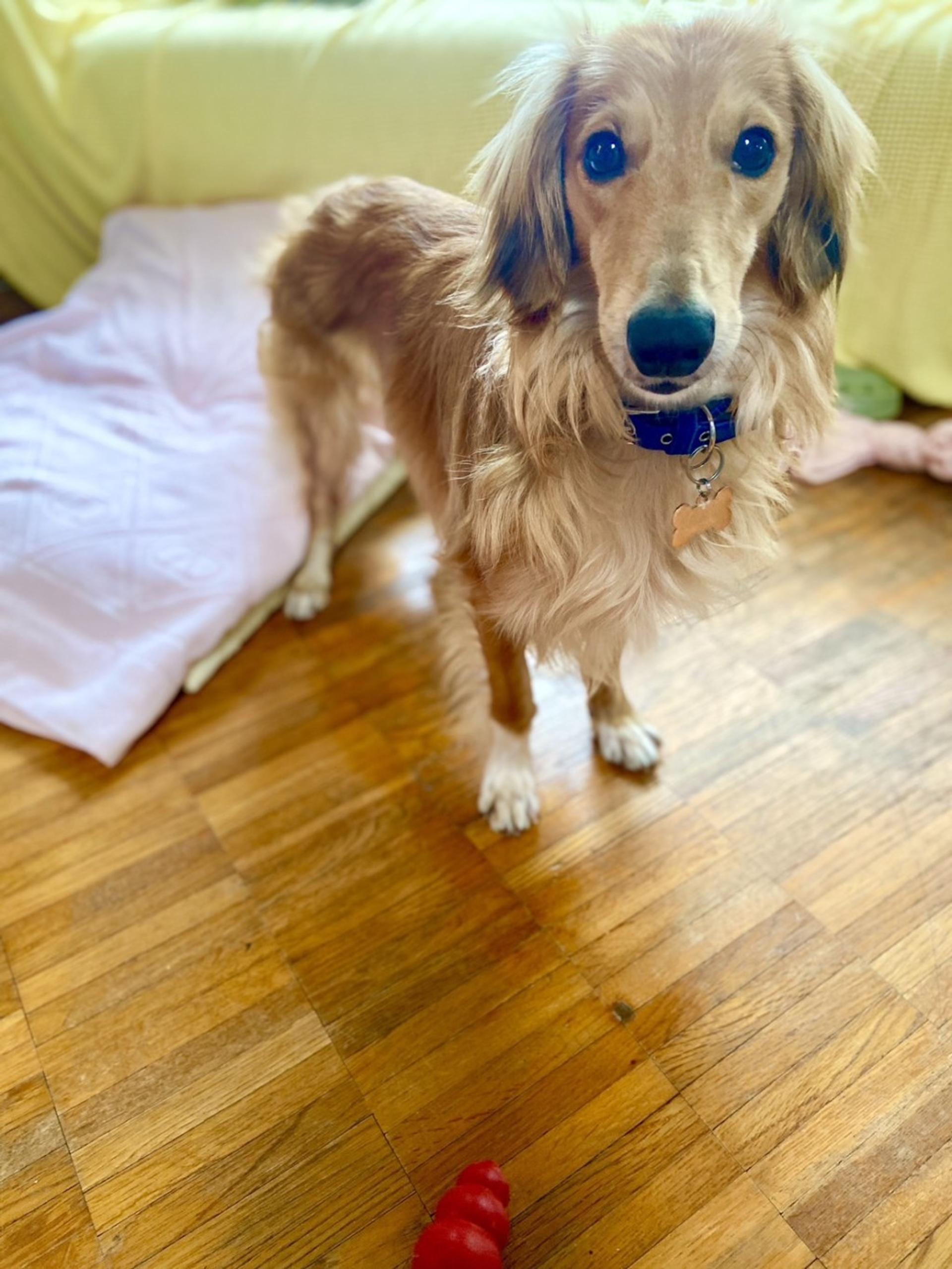 pet-image-3