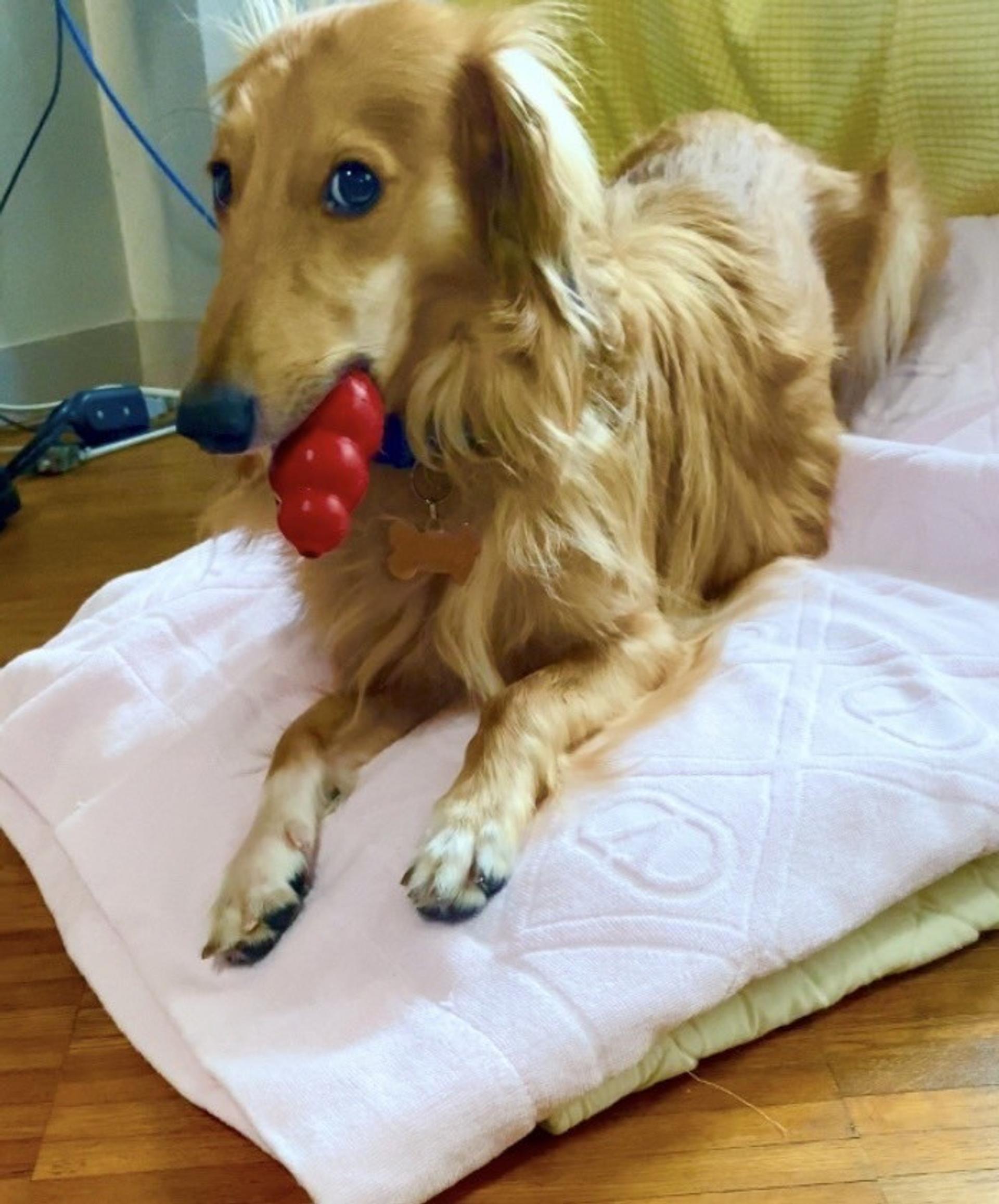 pet-image-4