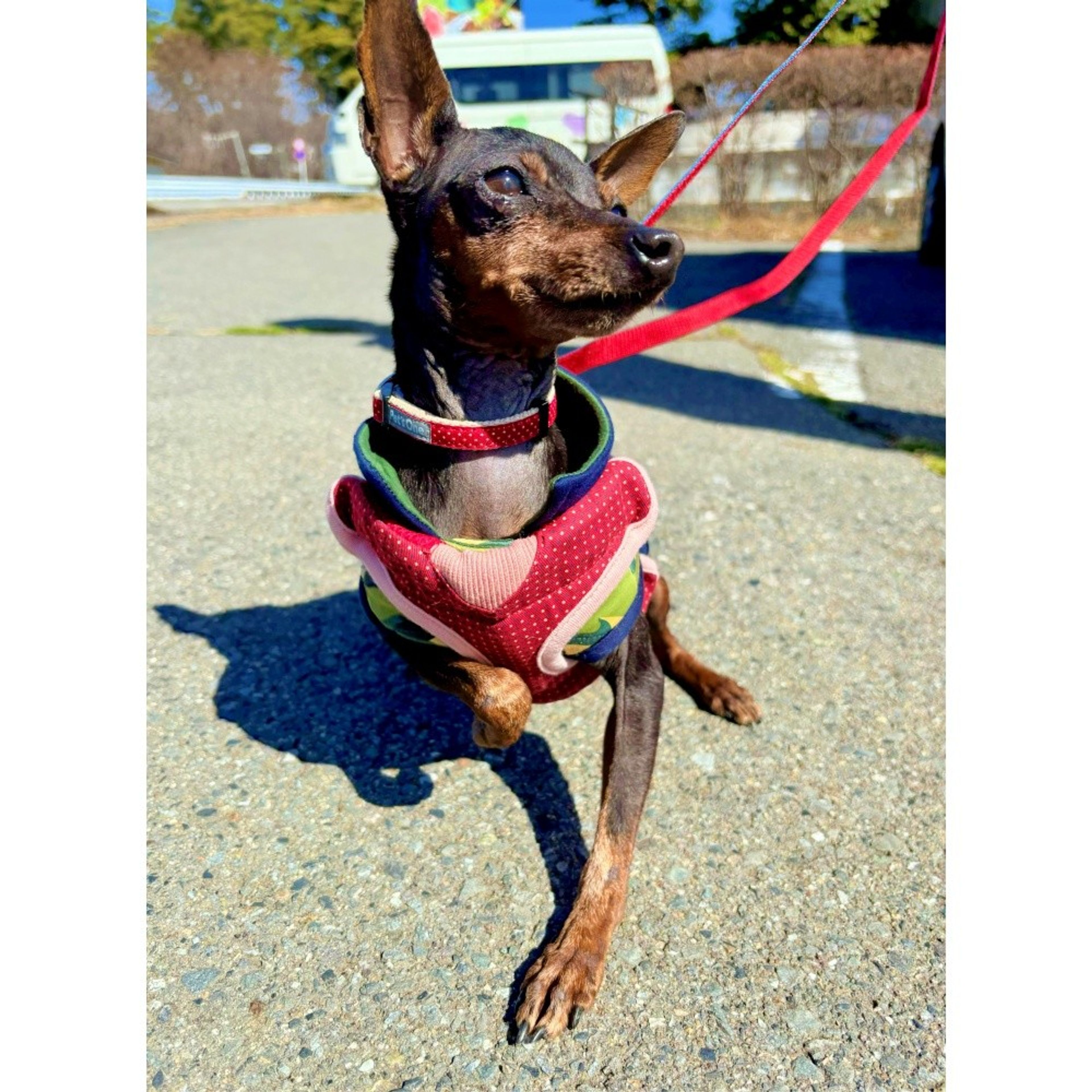 pet-image-2