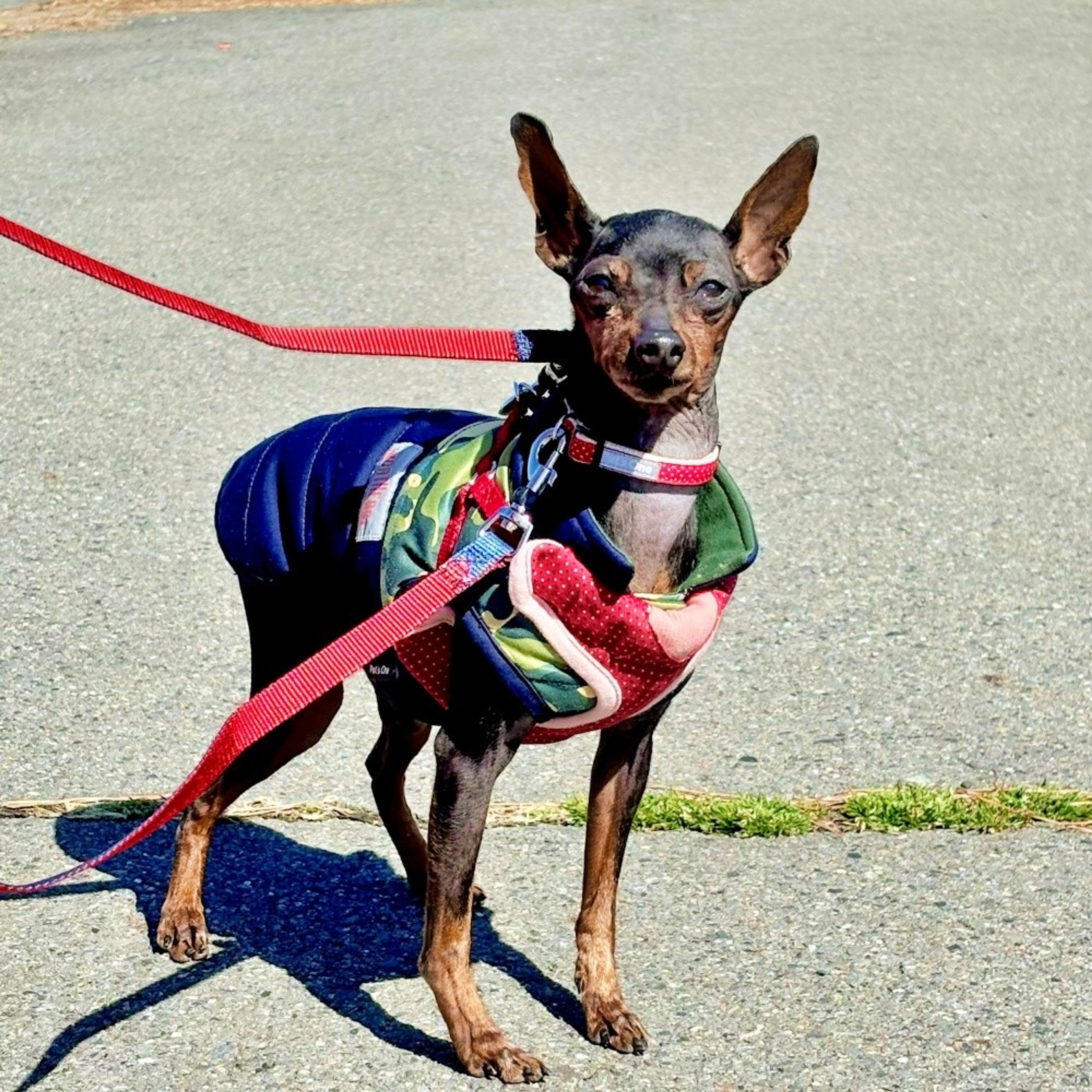 pet-image-3