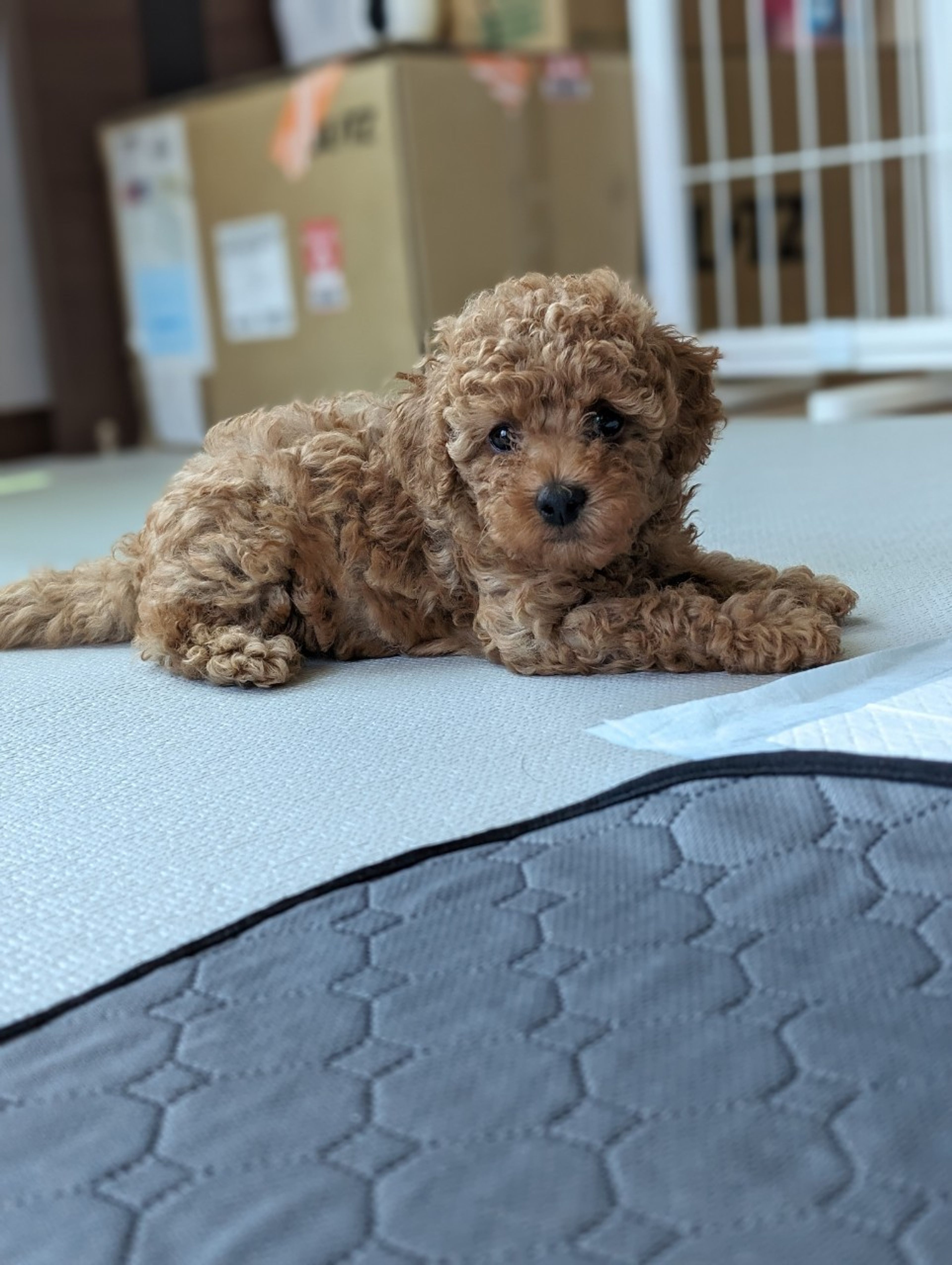 pet-image-4