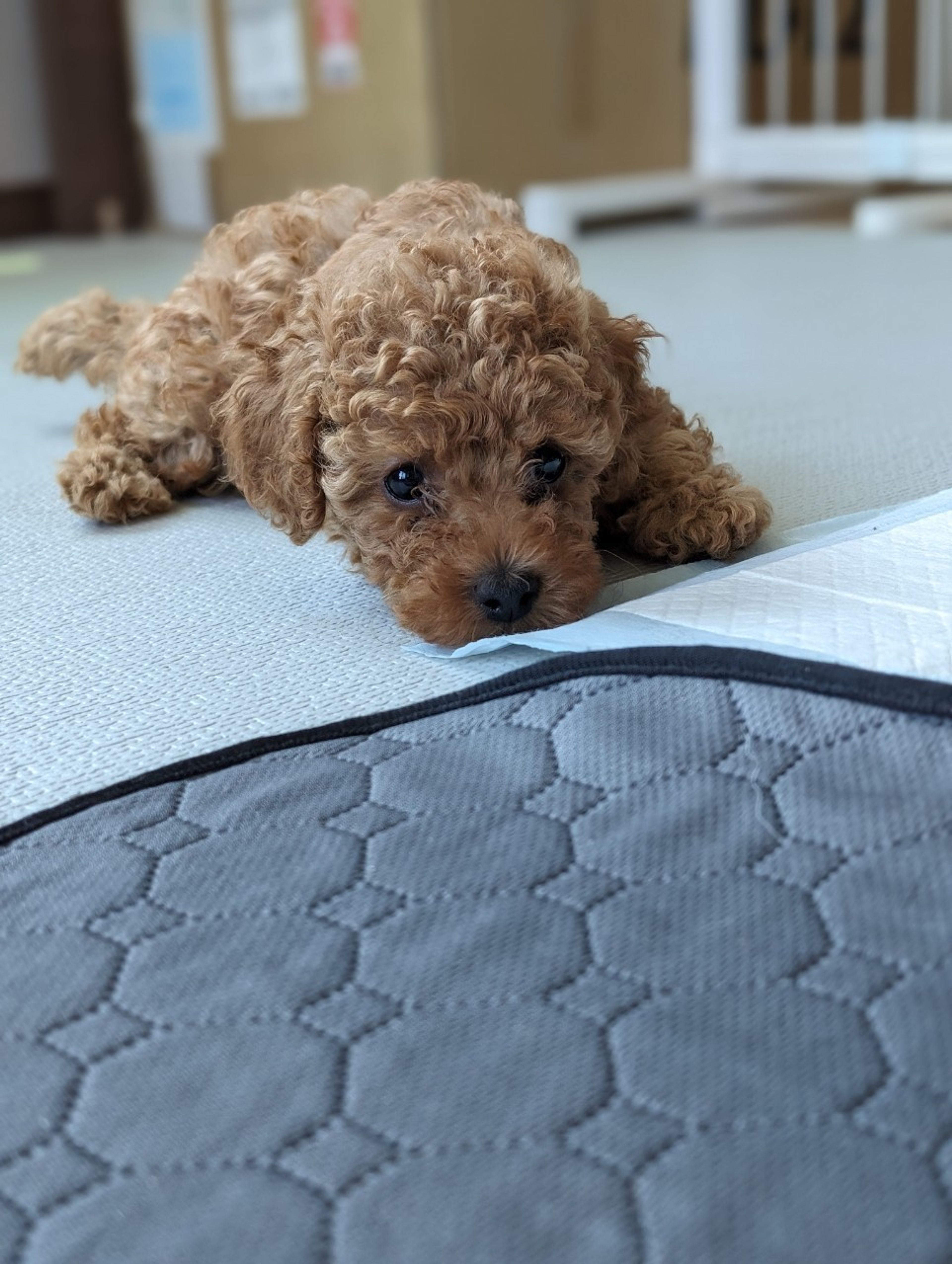 pet-image-5