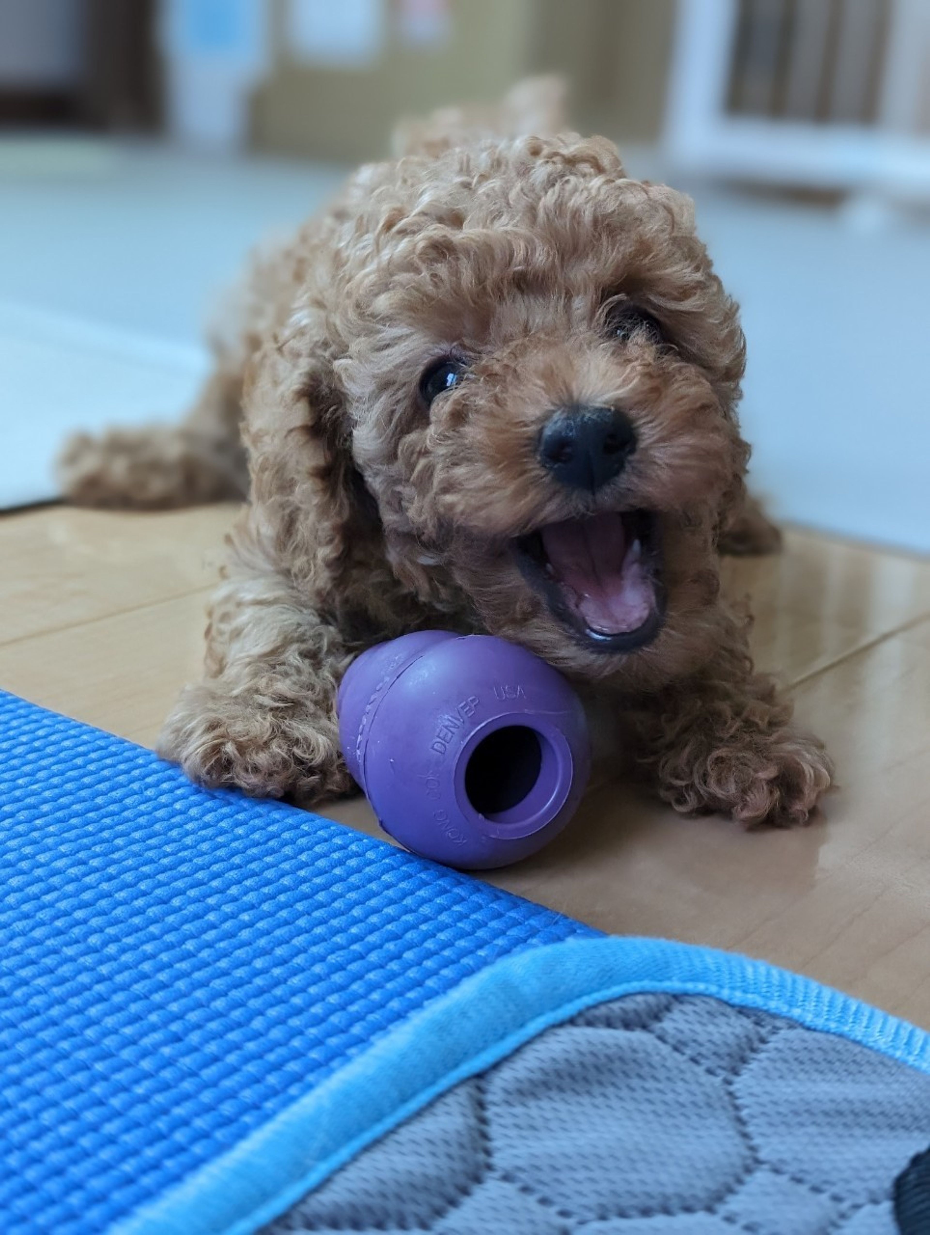 pet-image-6