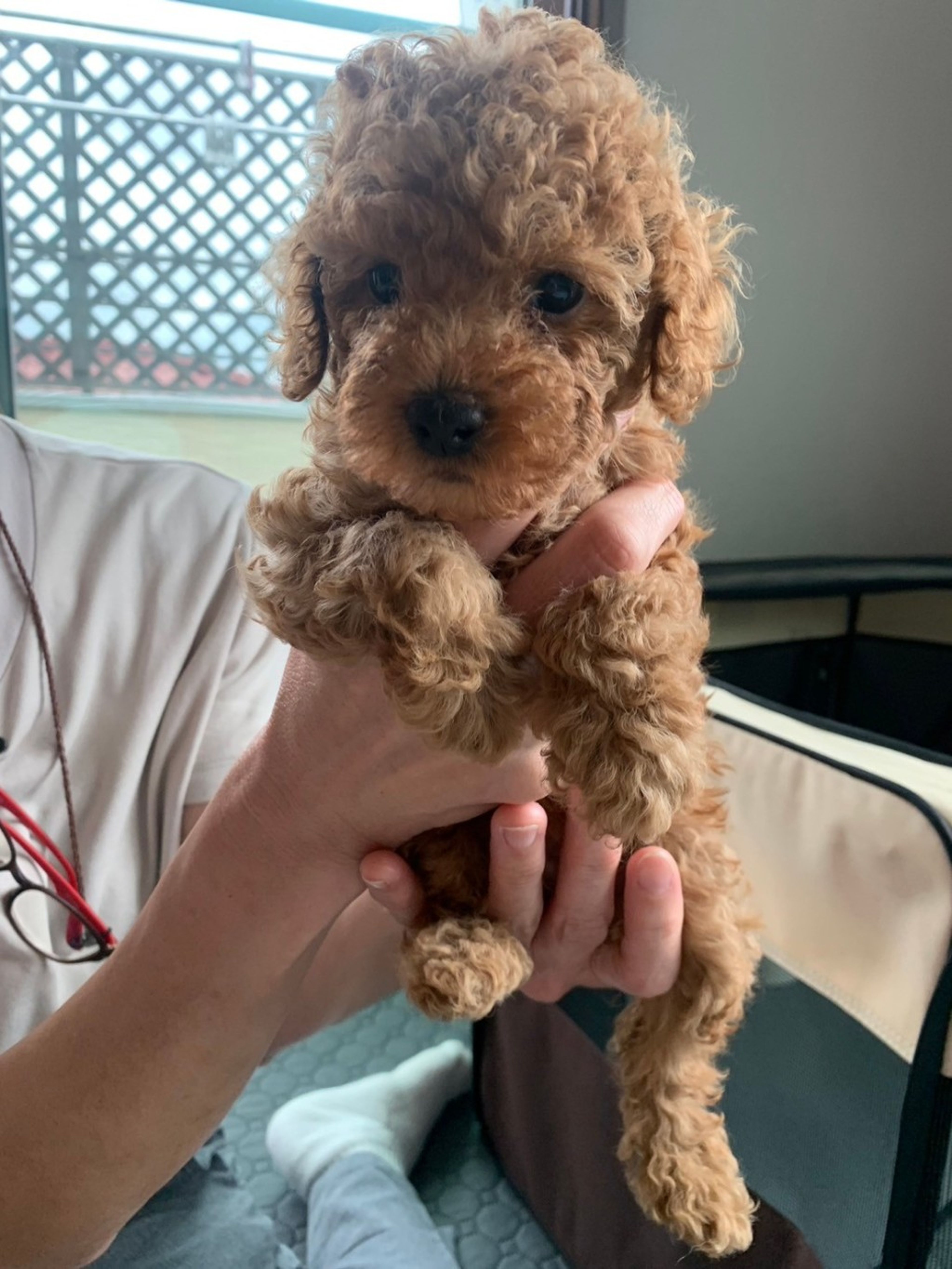 pet-image-7