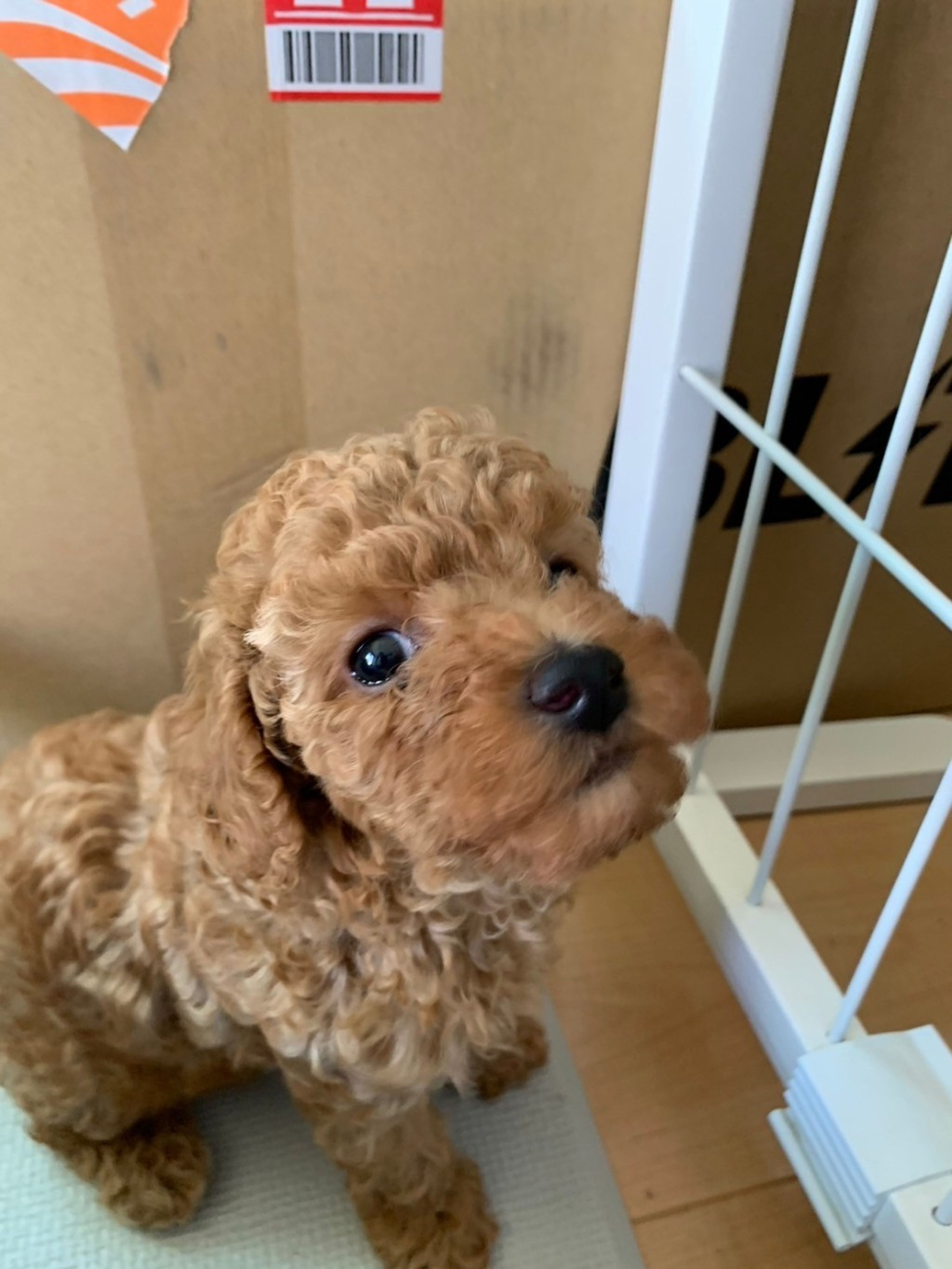 pet-image-8