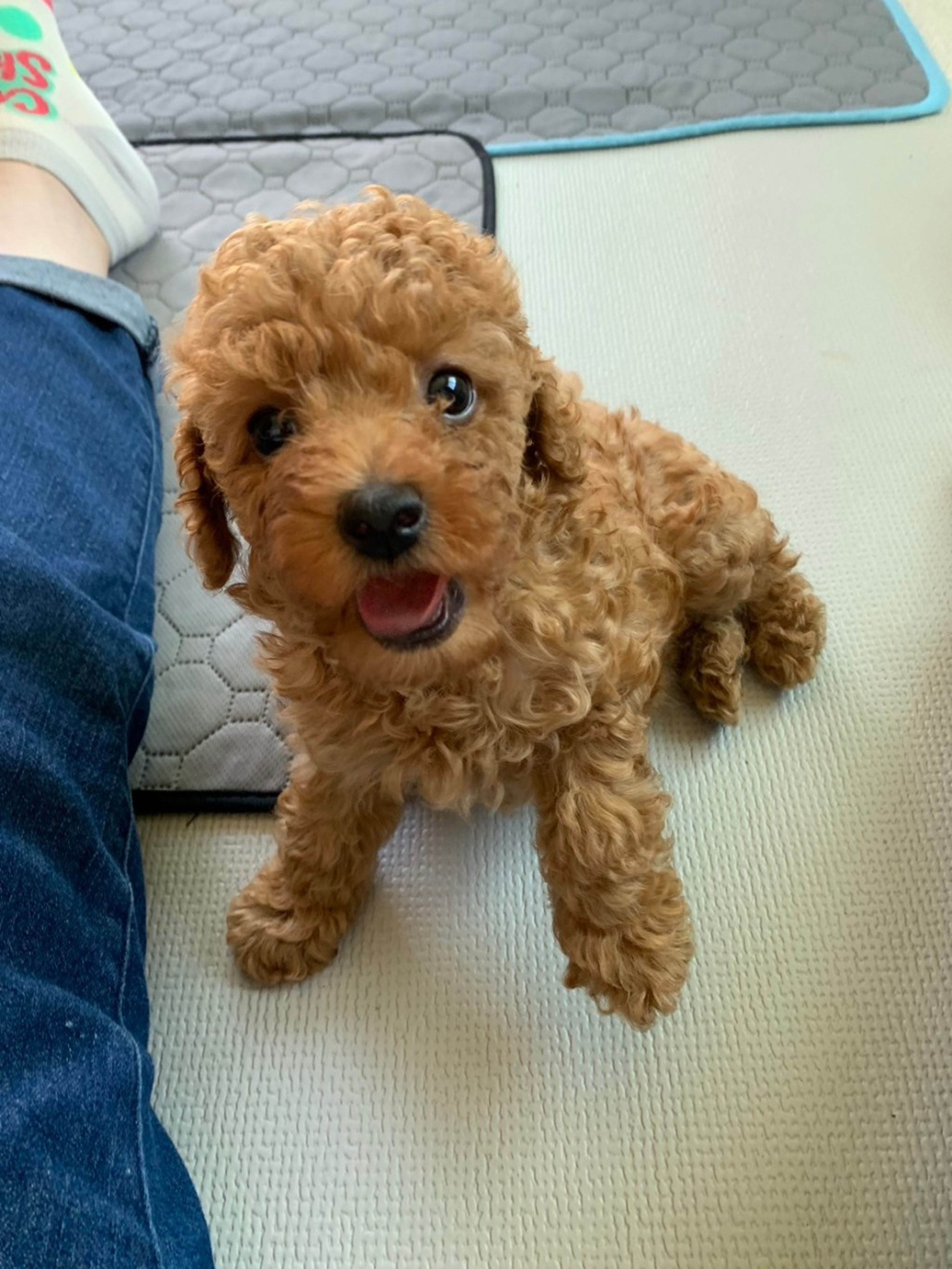 pet-image-3