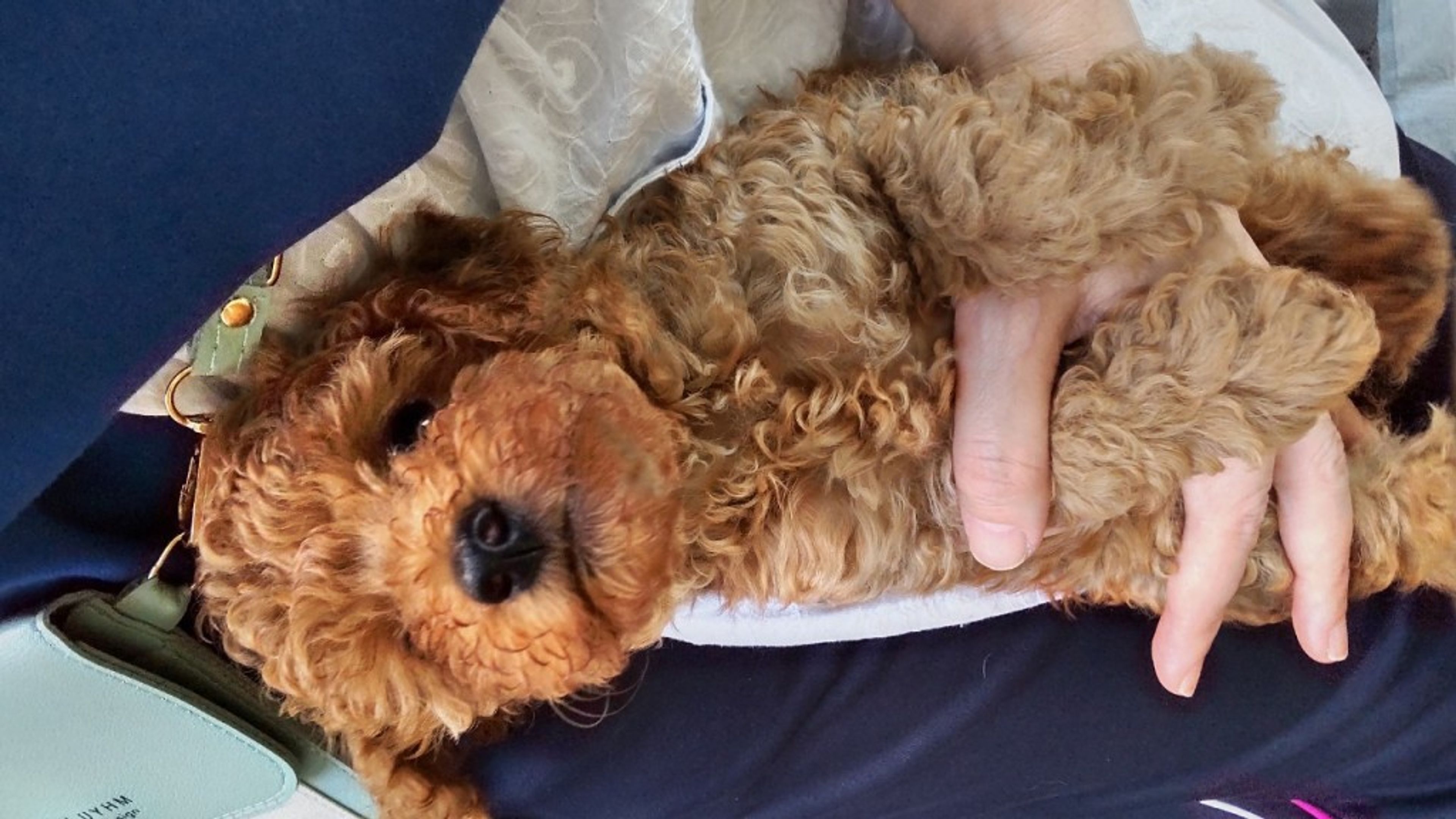pet-image-2