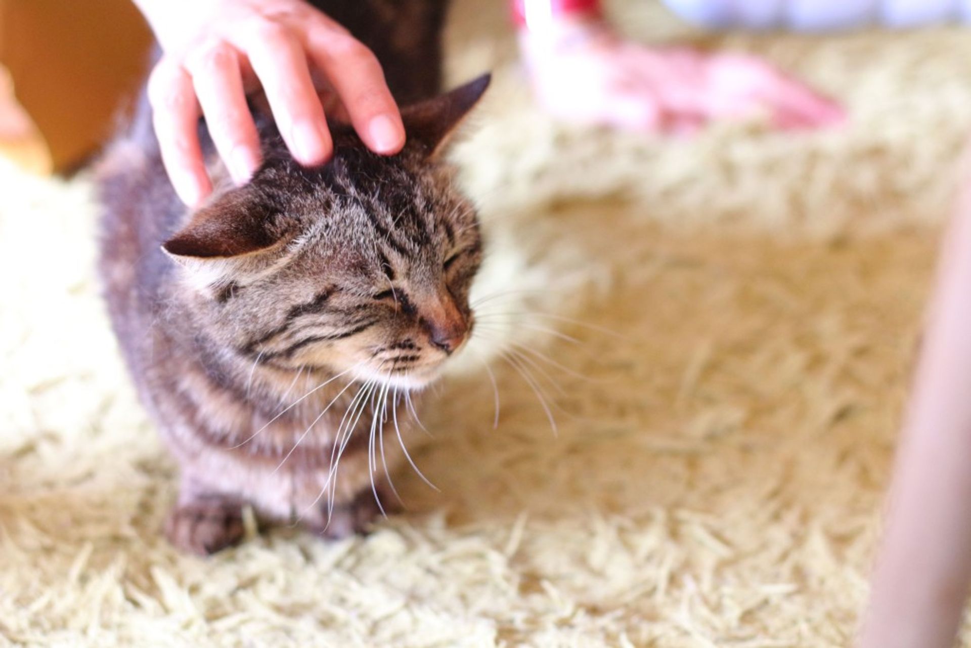 雑種（ミックス猫）・メスの里親募集の写真