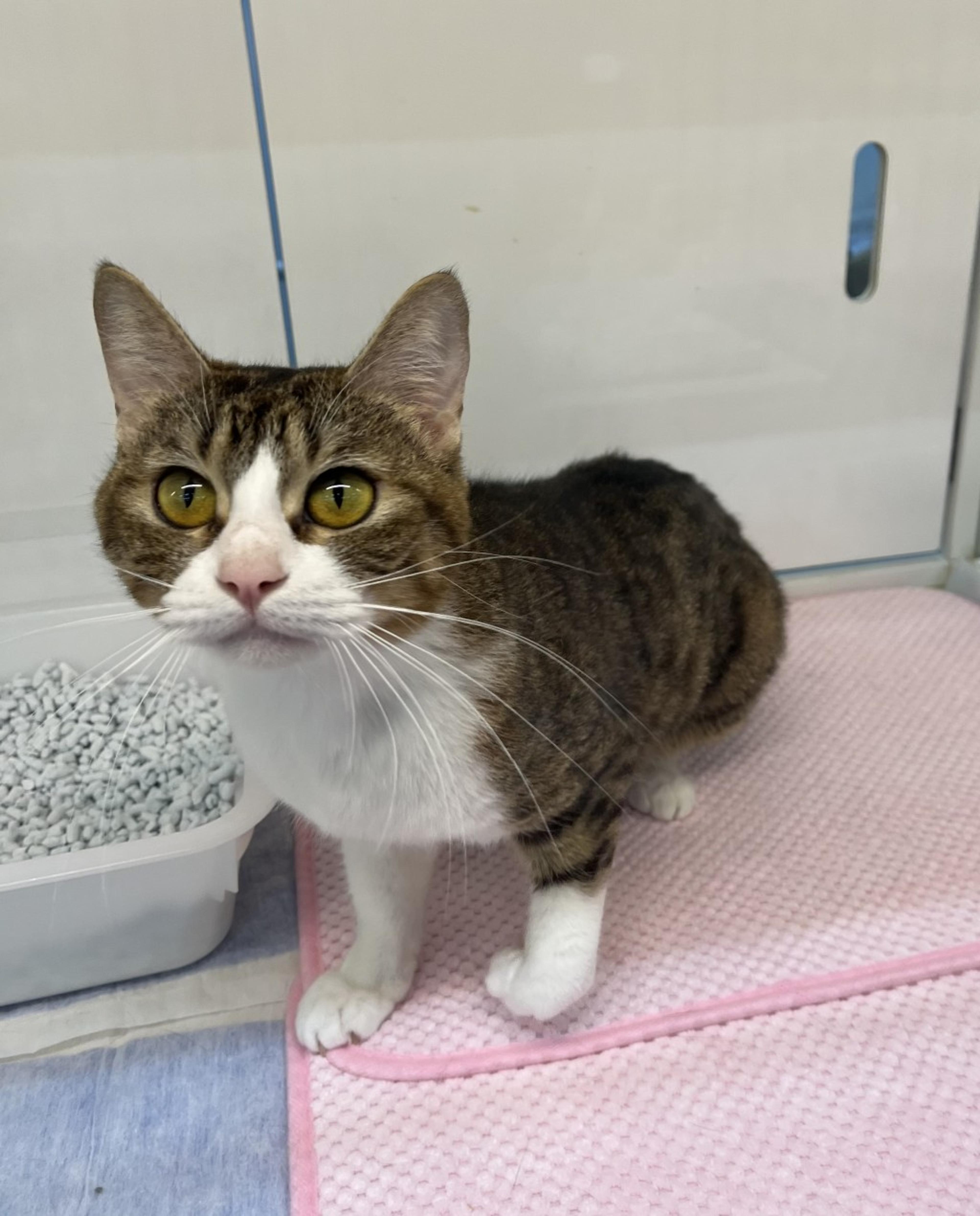 pet-image-2