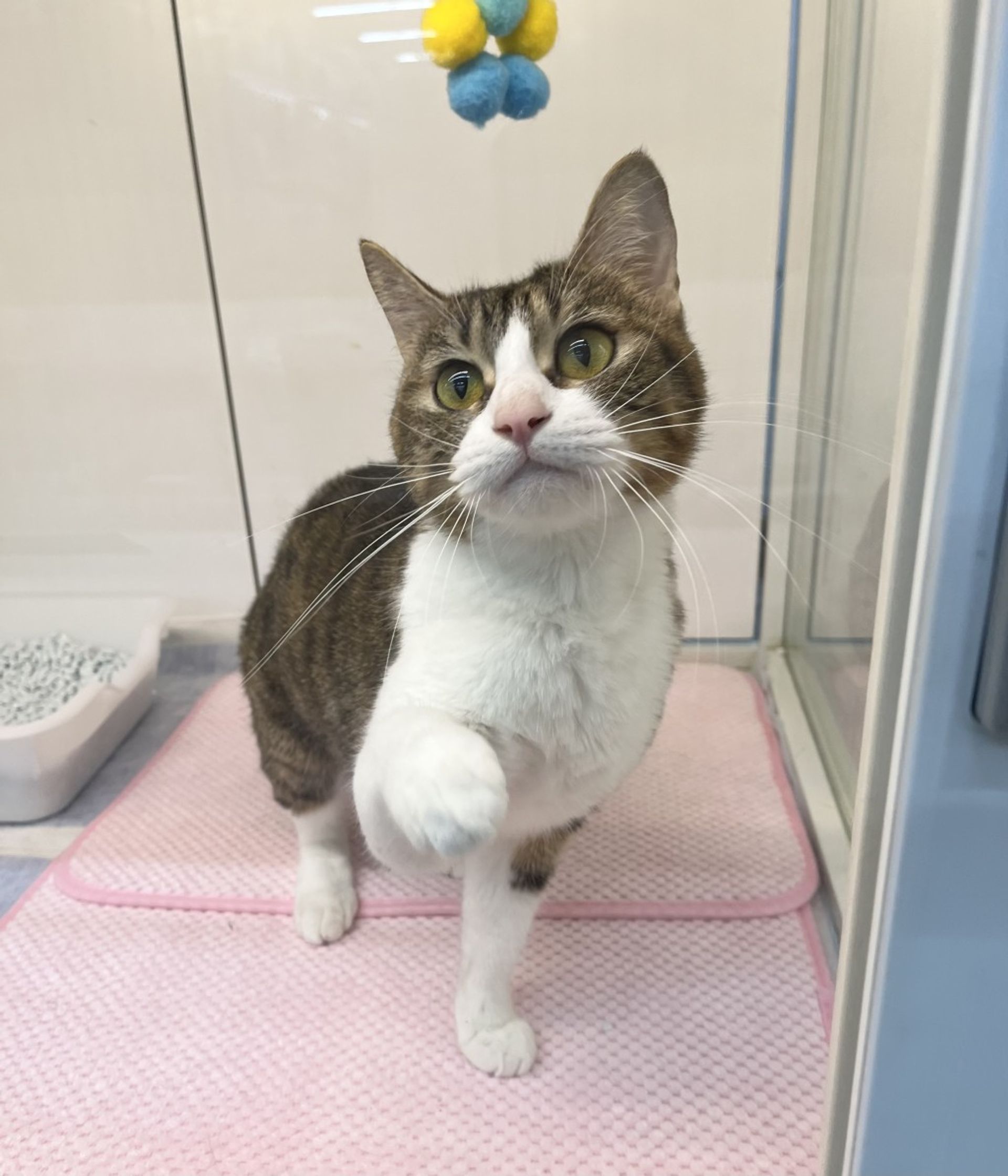 雑種（ミックス猫）・メスの里親募集の写真