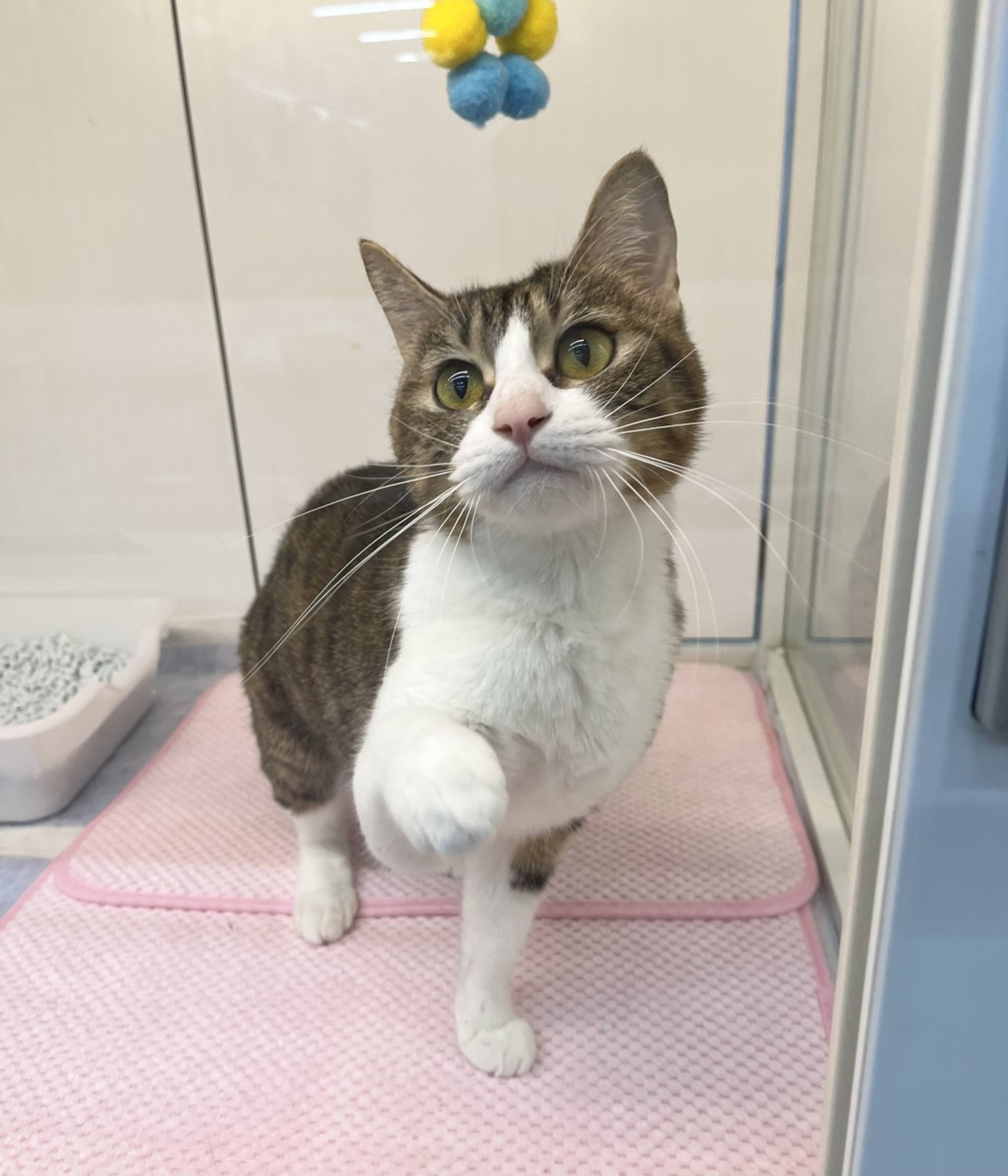 雑種（ミックス猫）・メスの里親募集の写真