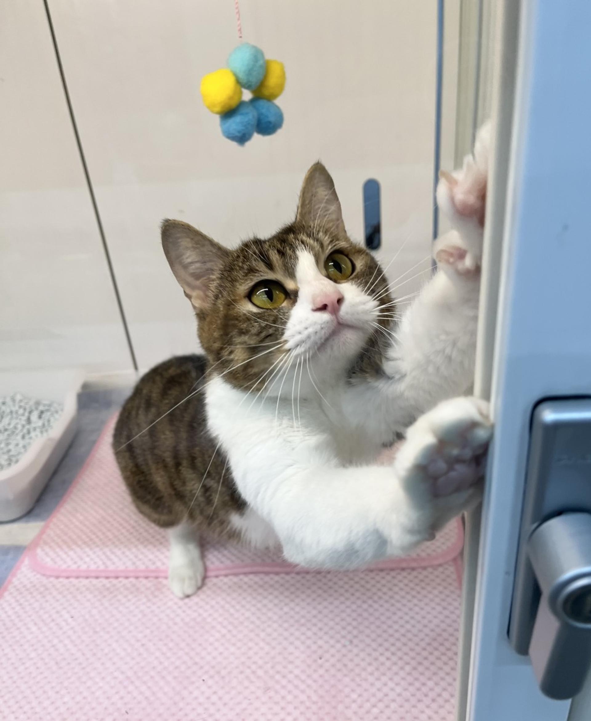 pet-image-3