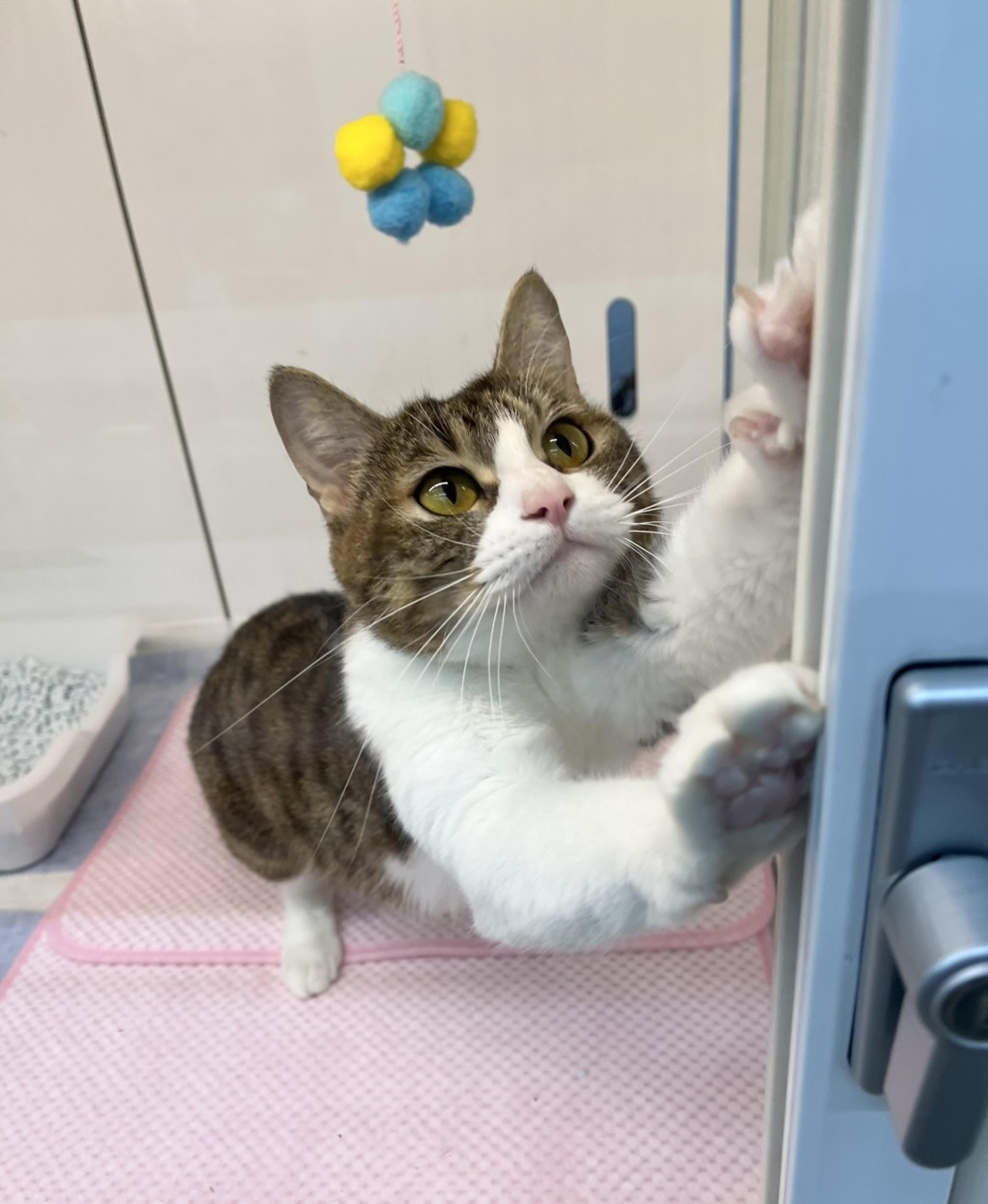 pet-image-3