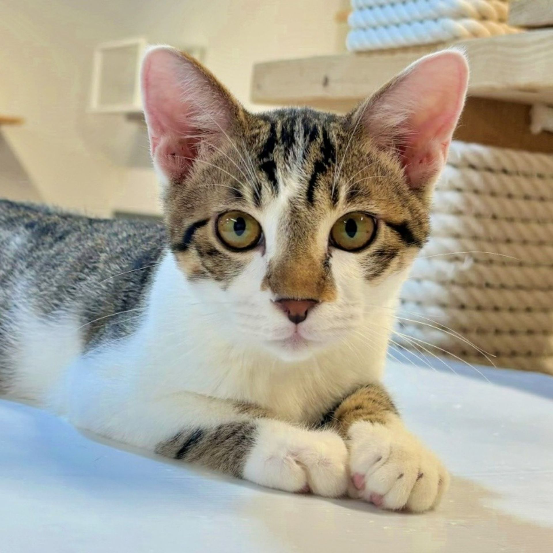 雑種（ミックス猫）・オスの里親募集の写真