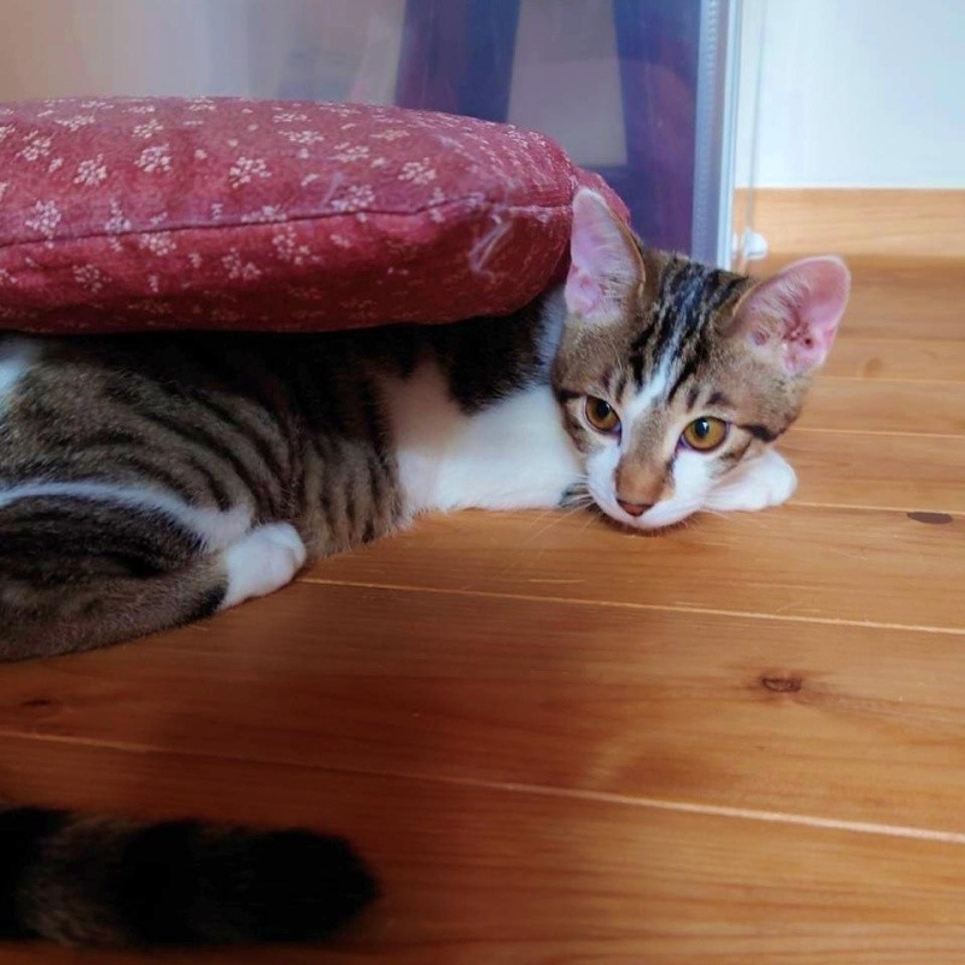 pet-image-4