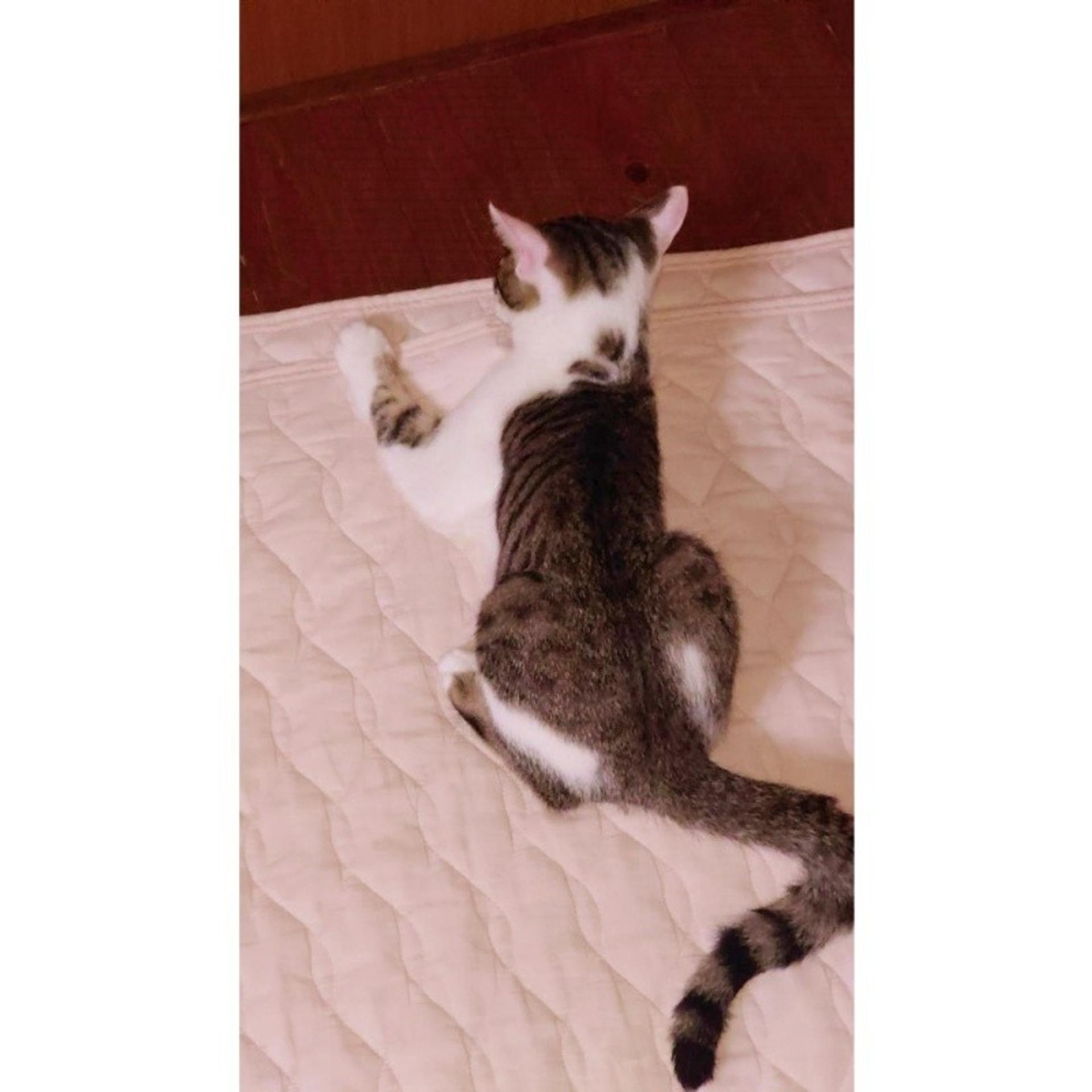 pet-image-6