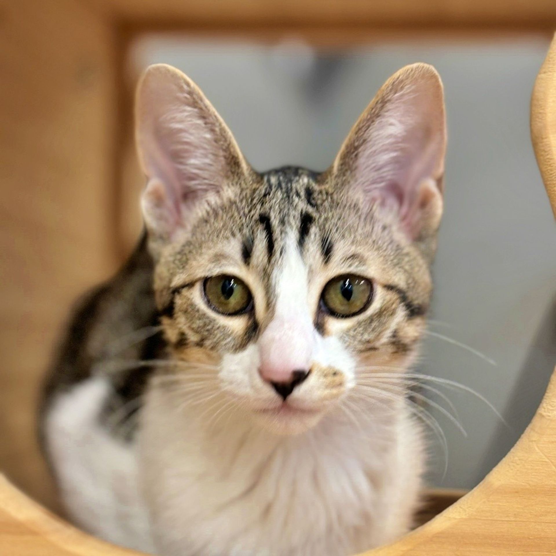 雑種（ミックス猫）・メスの里親募集の写真