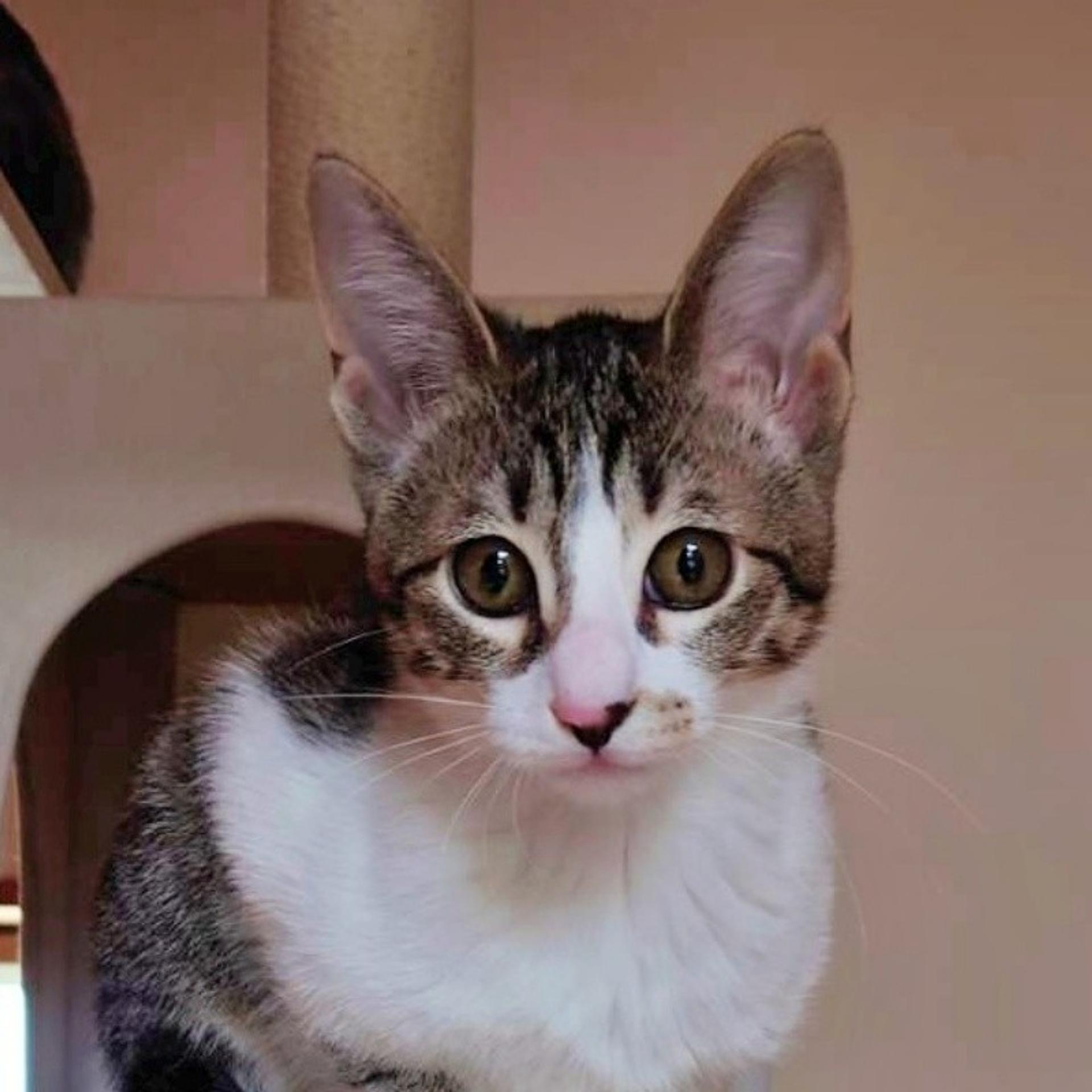 pet-image-3
