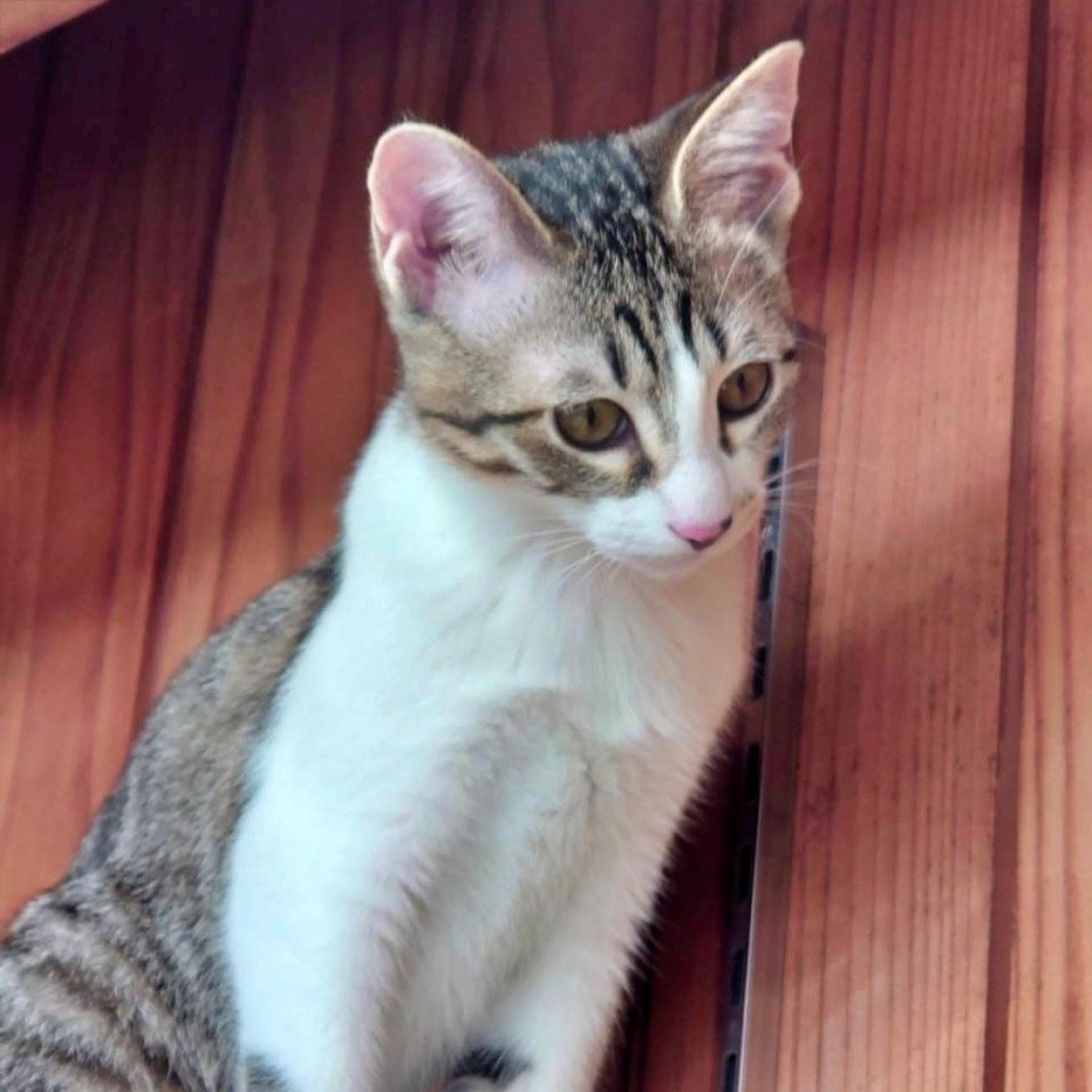 pet-image-6