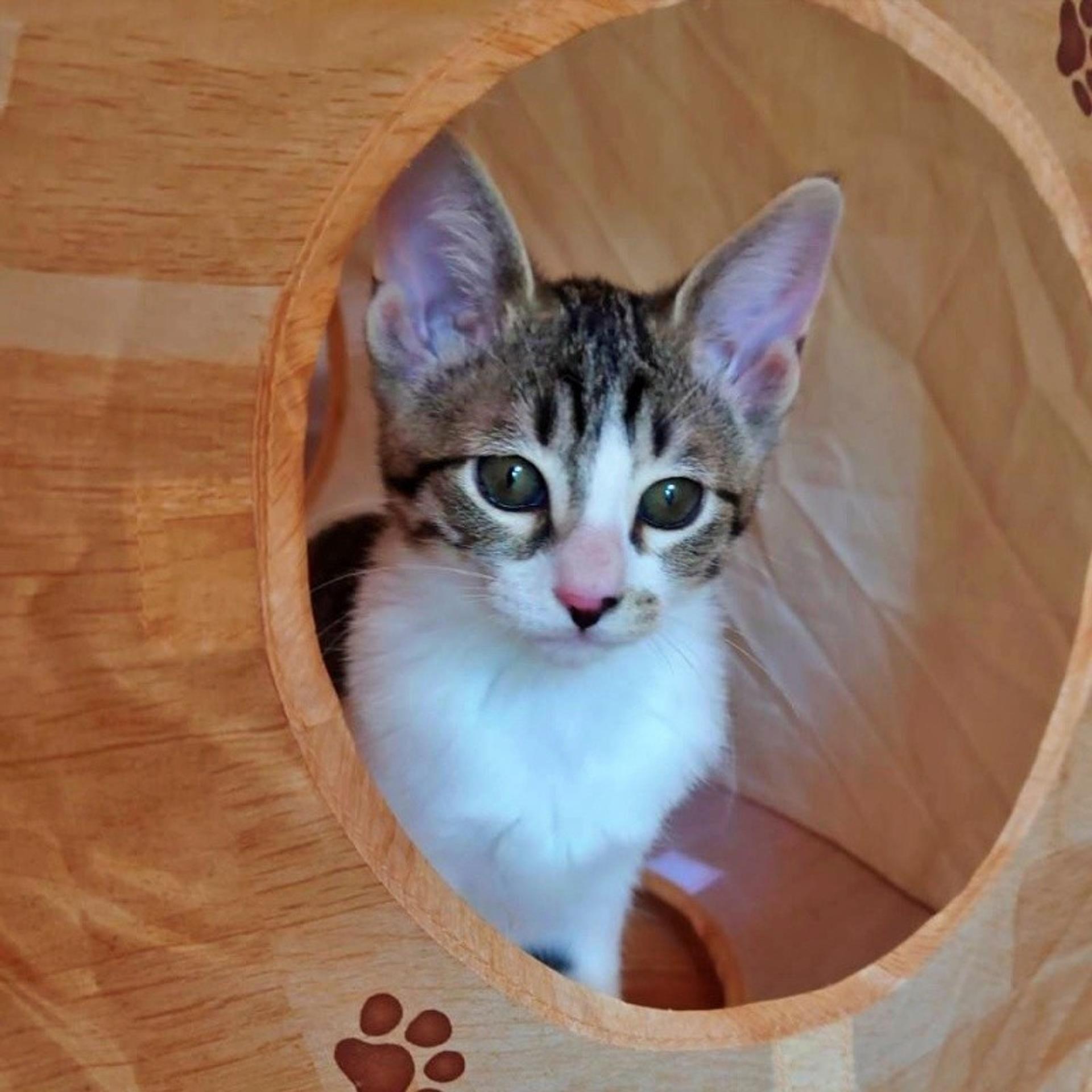 pet-image-7