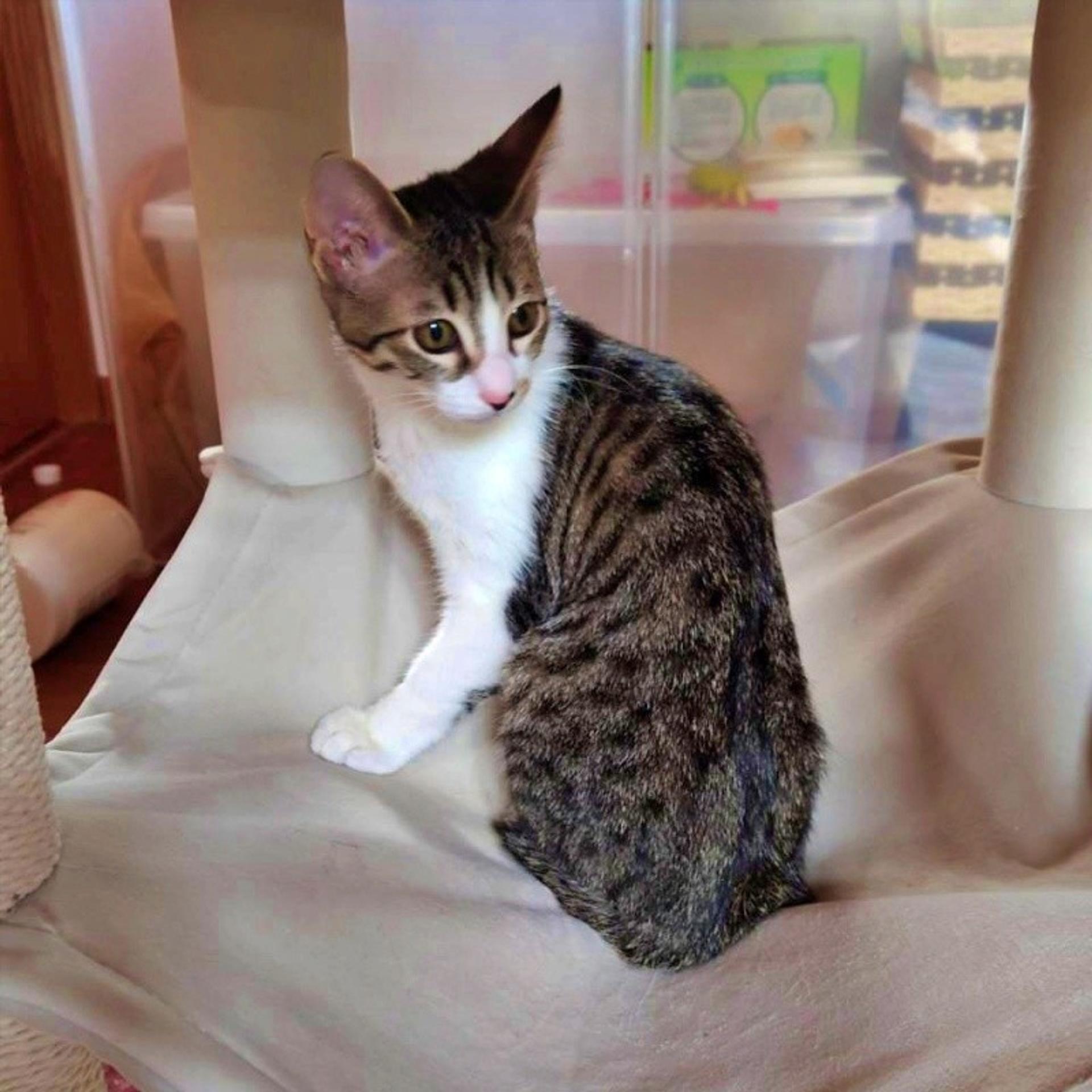 pet-image-8