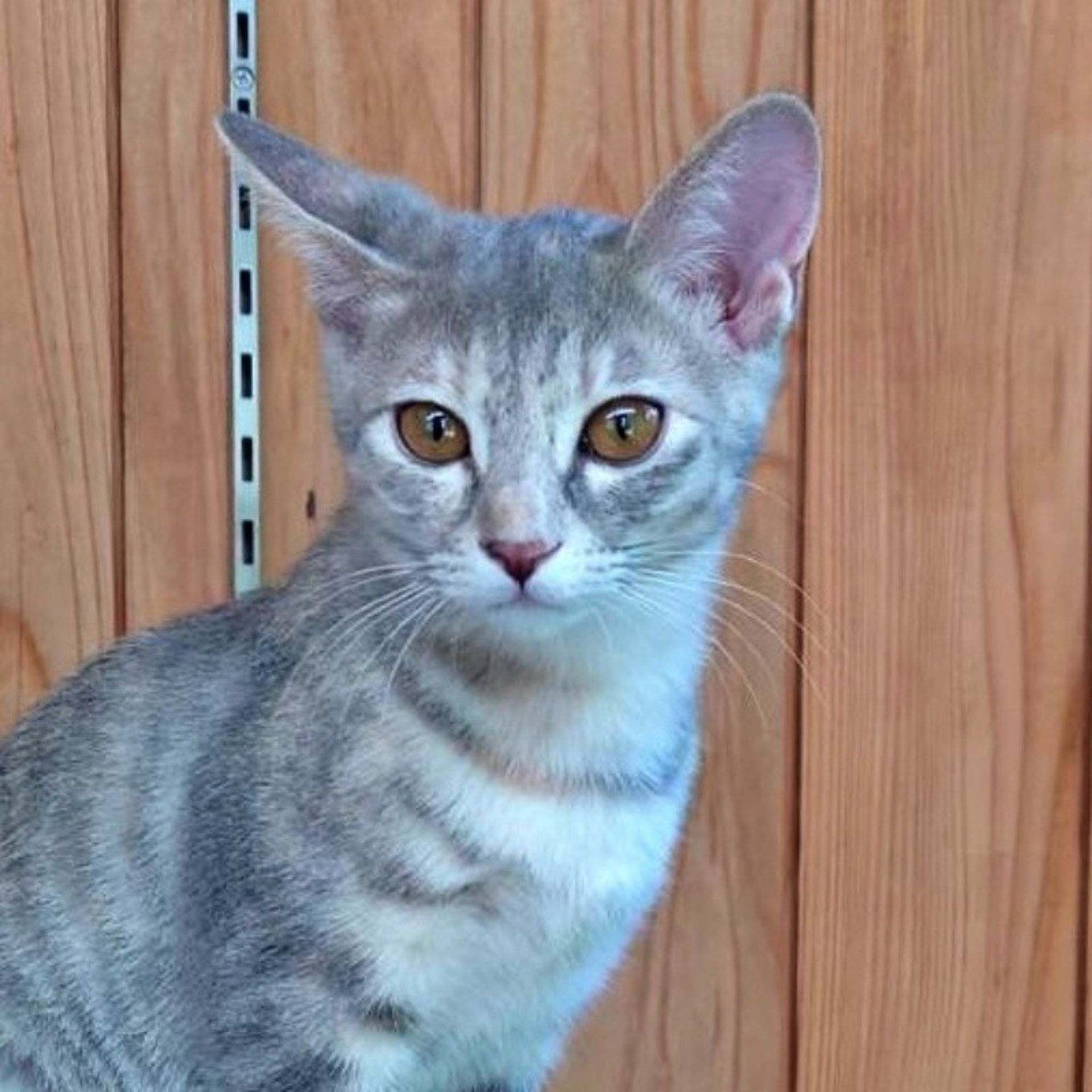 雑種（ミックス猫）・メスの里親募集の写真
