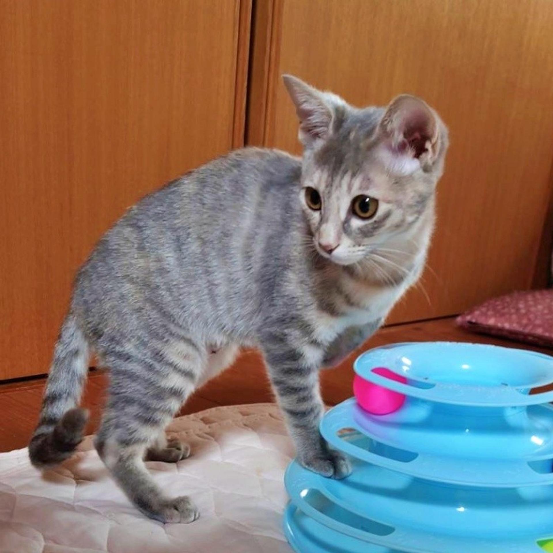 pet-image-3