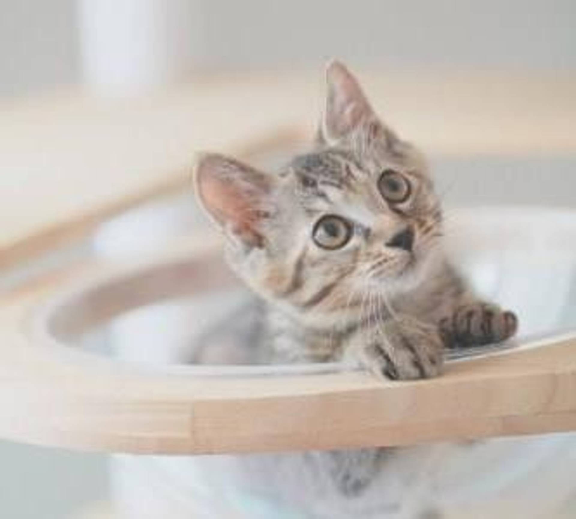 雑種（ミックス猫）・メスの里親募集の写真