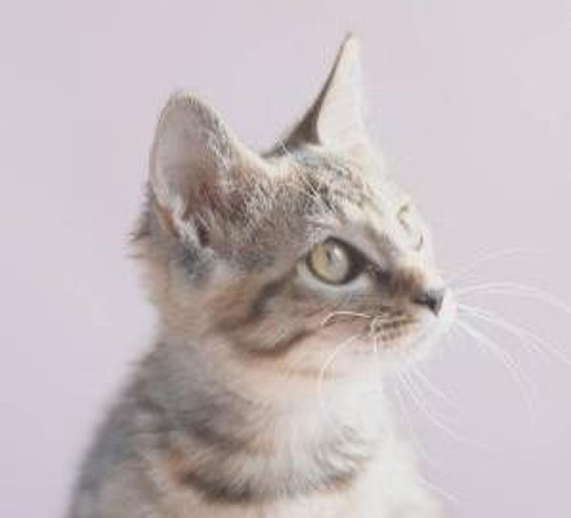 pet-image-5