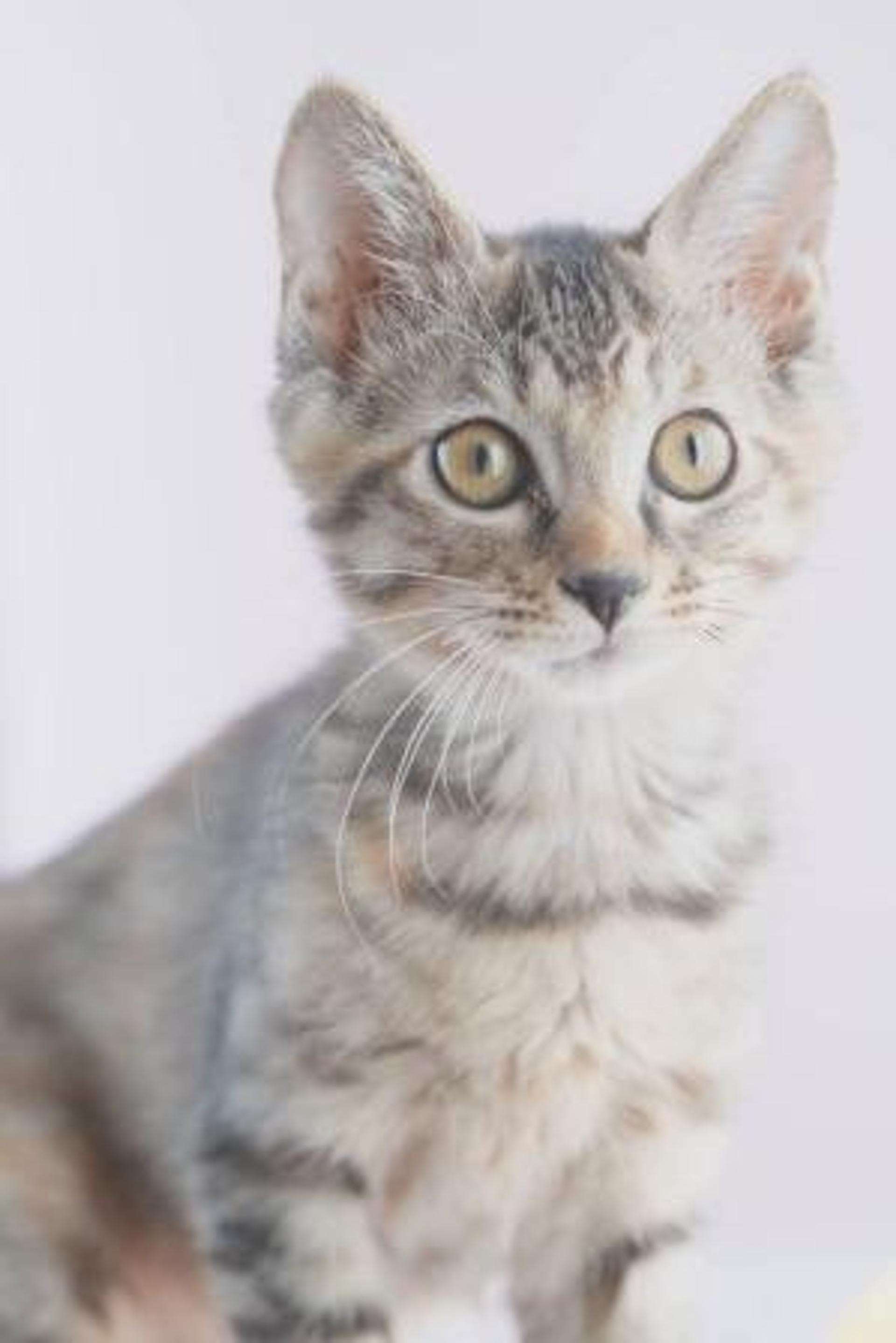 pet-image-6