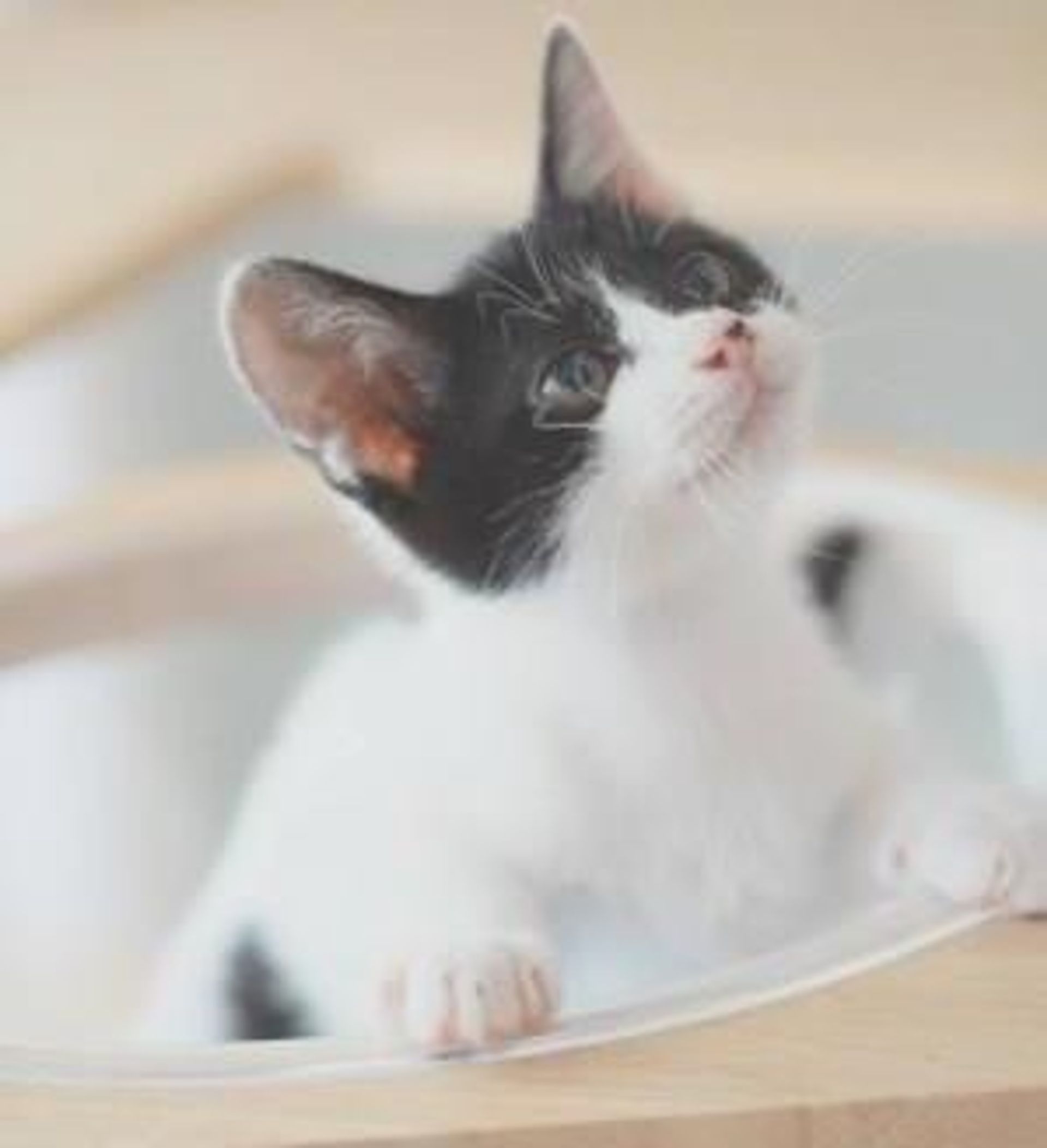 雑種（ミックス猫）・メスの里親募集の写真