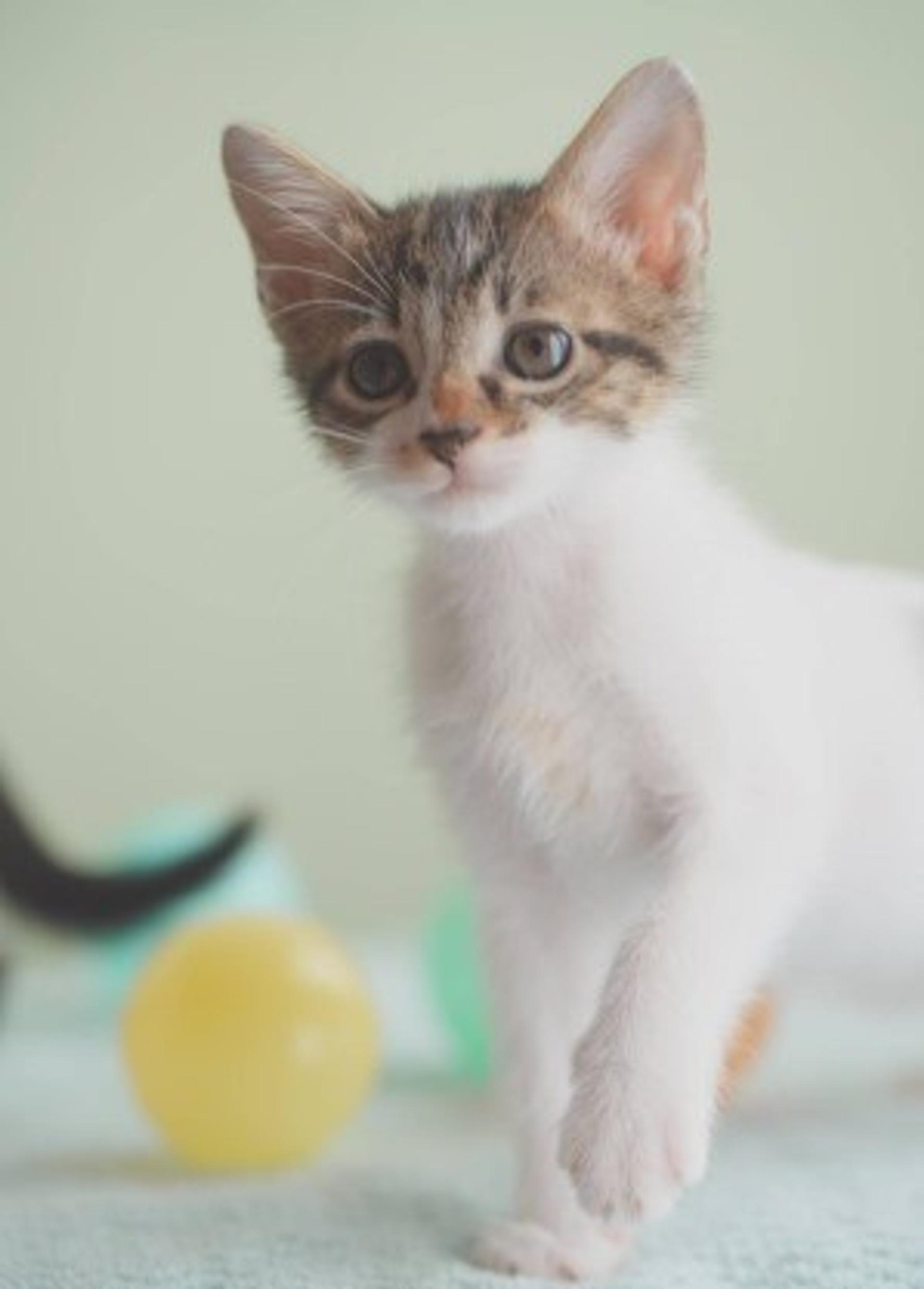 pet-image-5