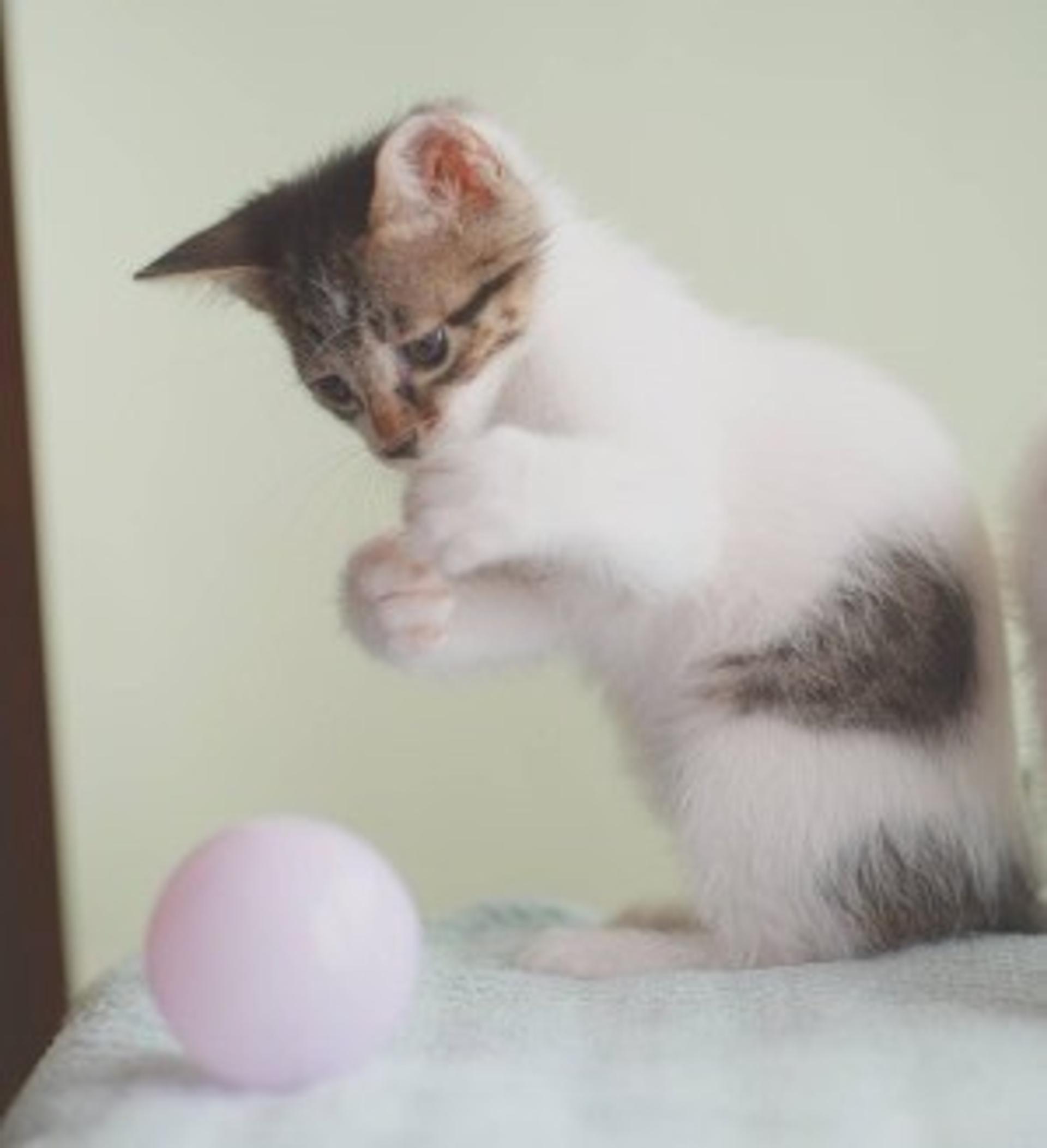 pet-image-6