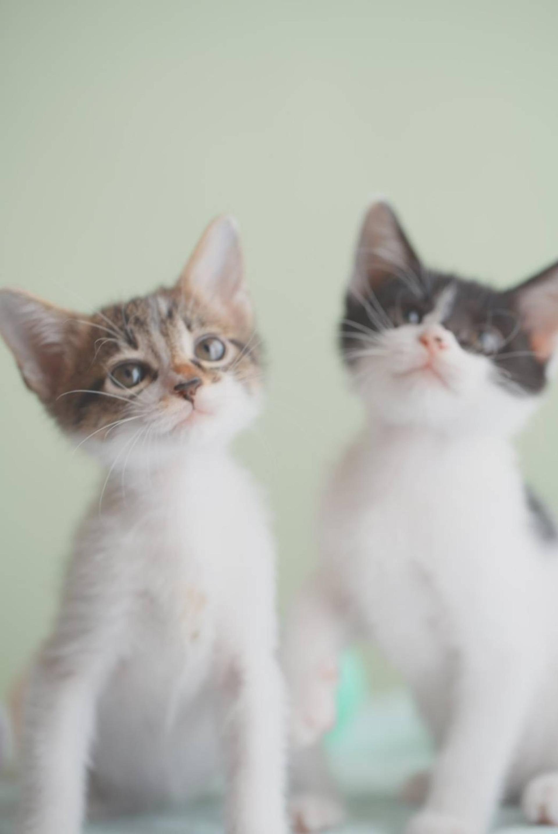 pet-image-7