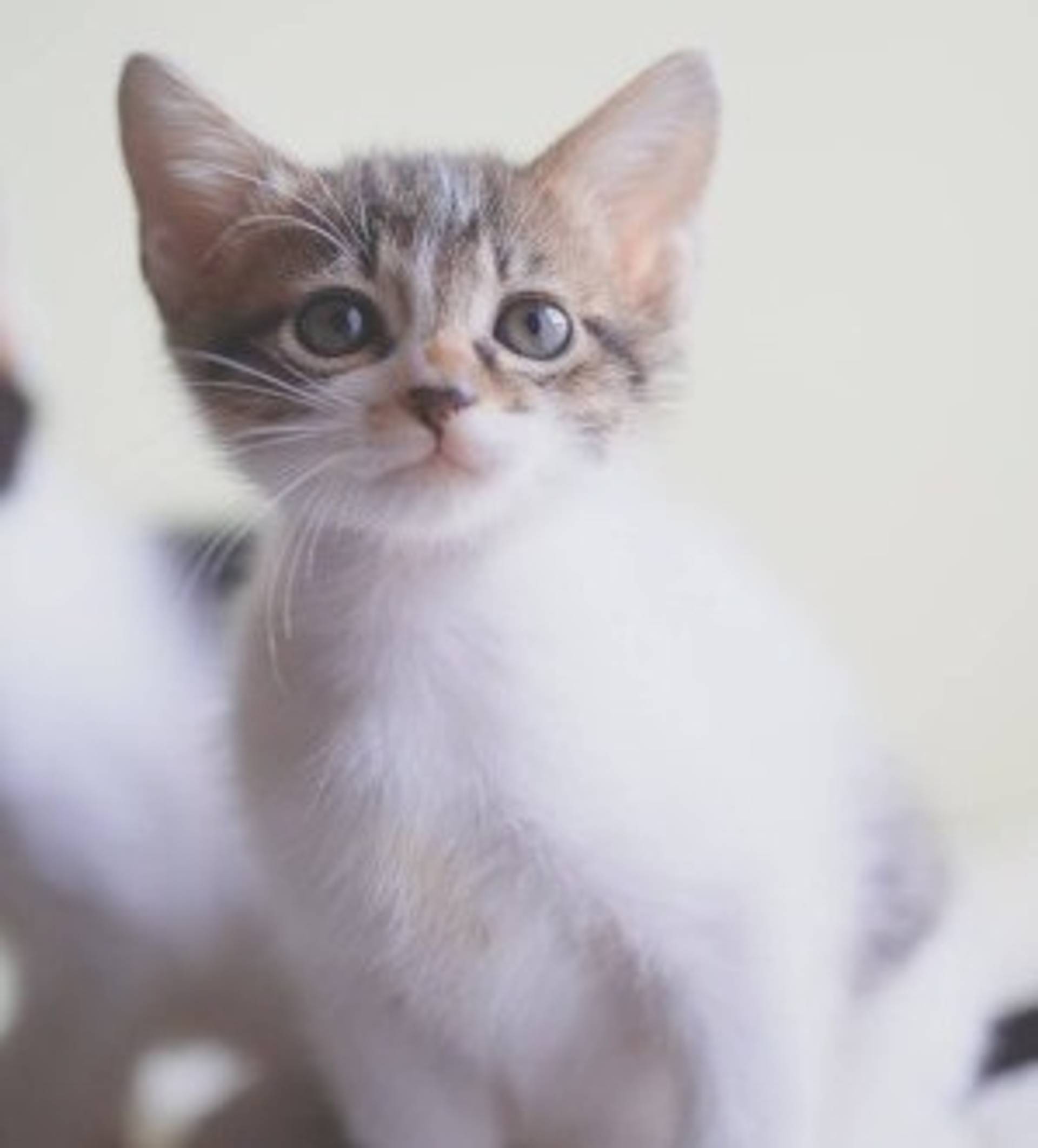 雑種（ミックス猫）・オスの里親募集の写真
