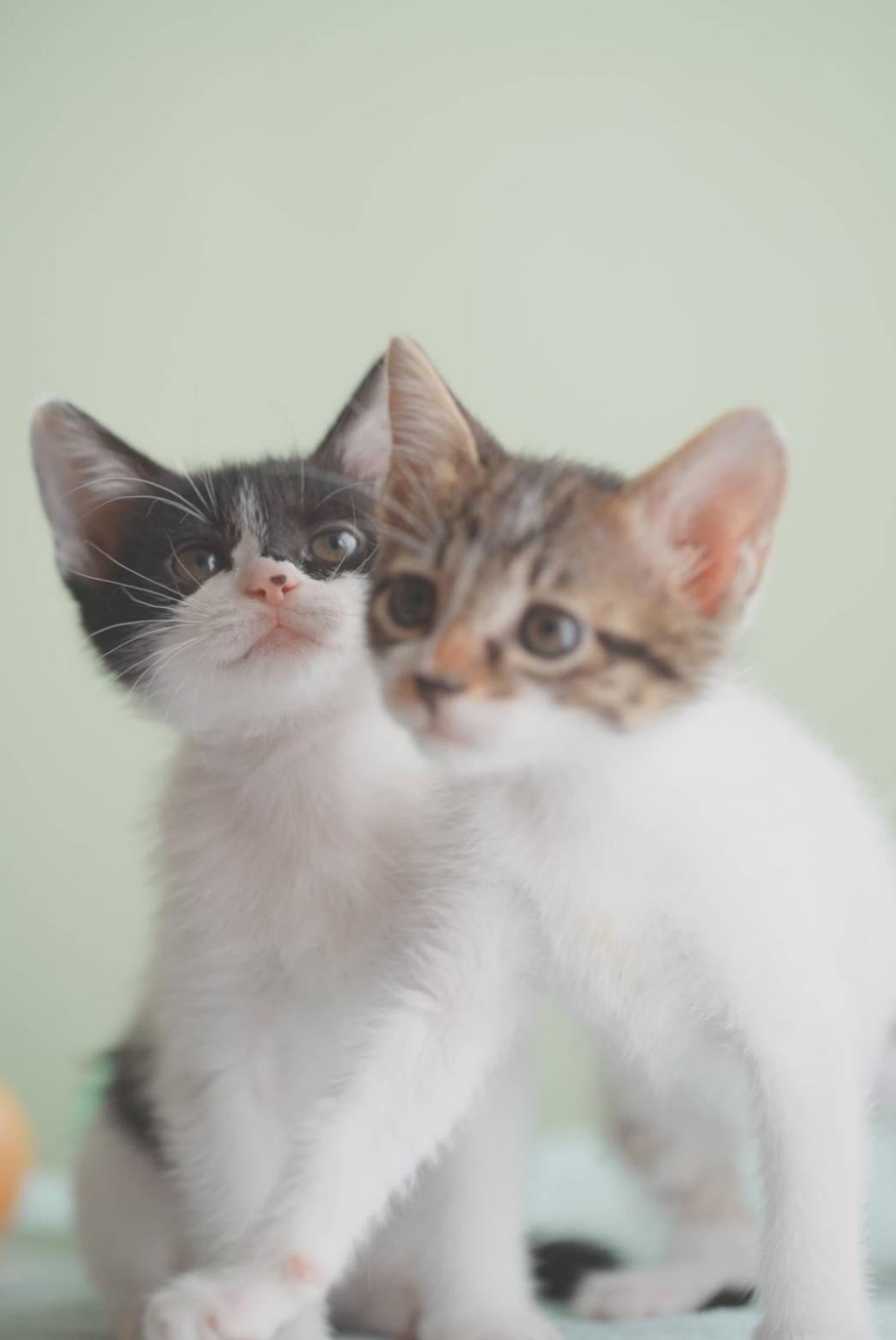 pet-image-8