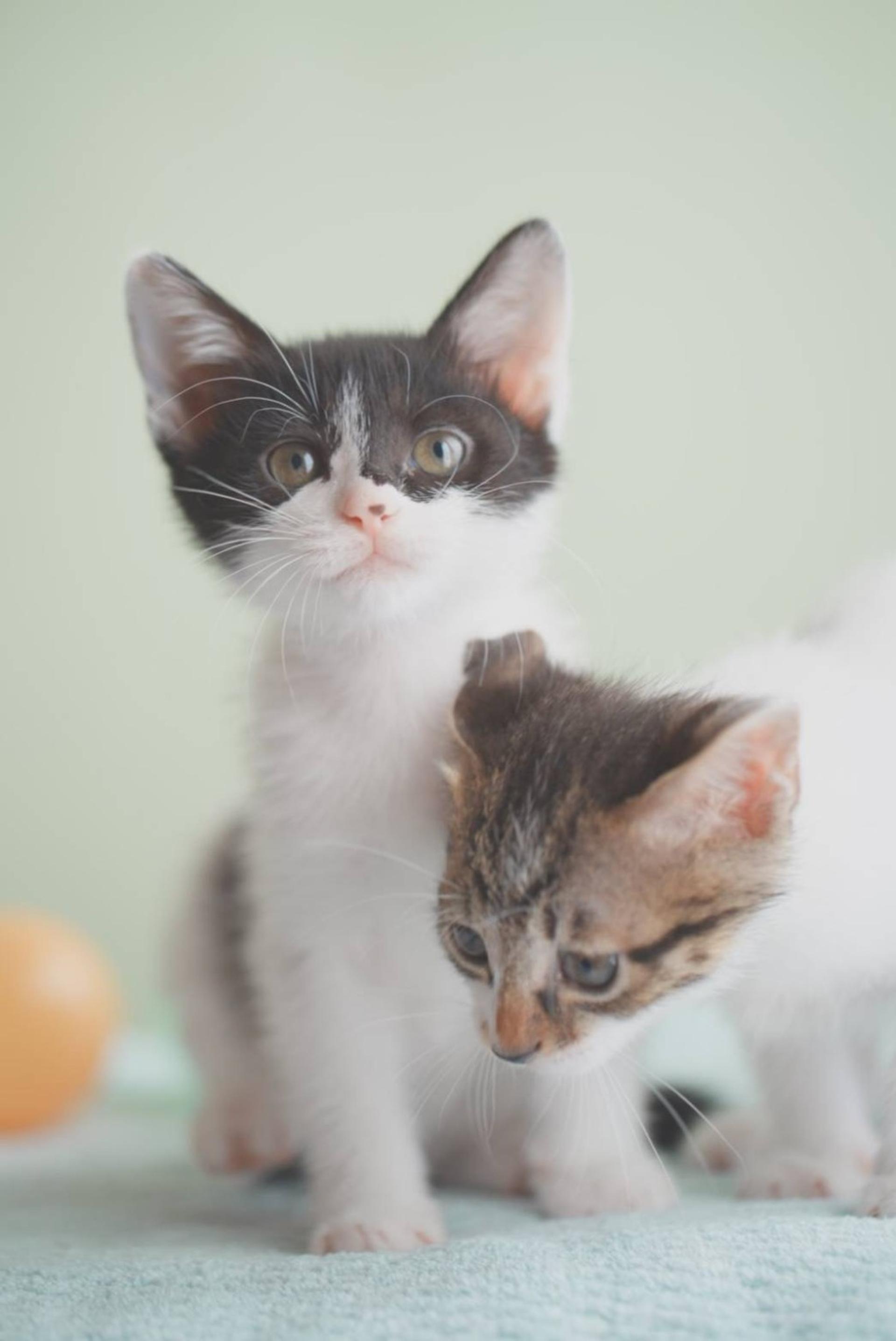 pet-image-9