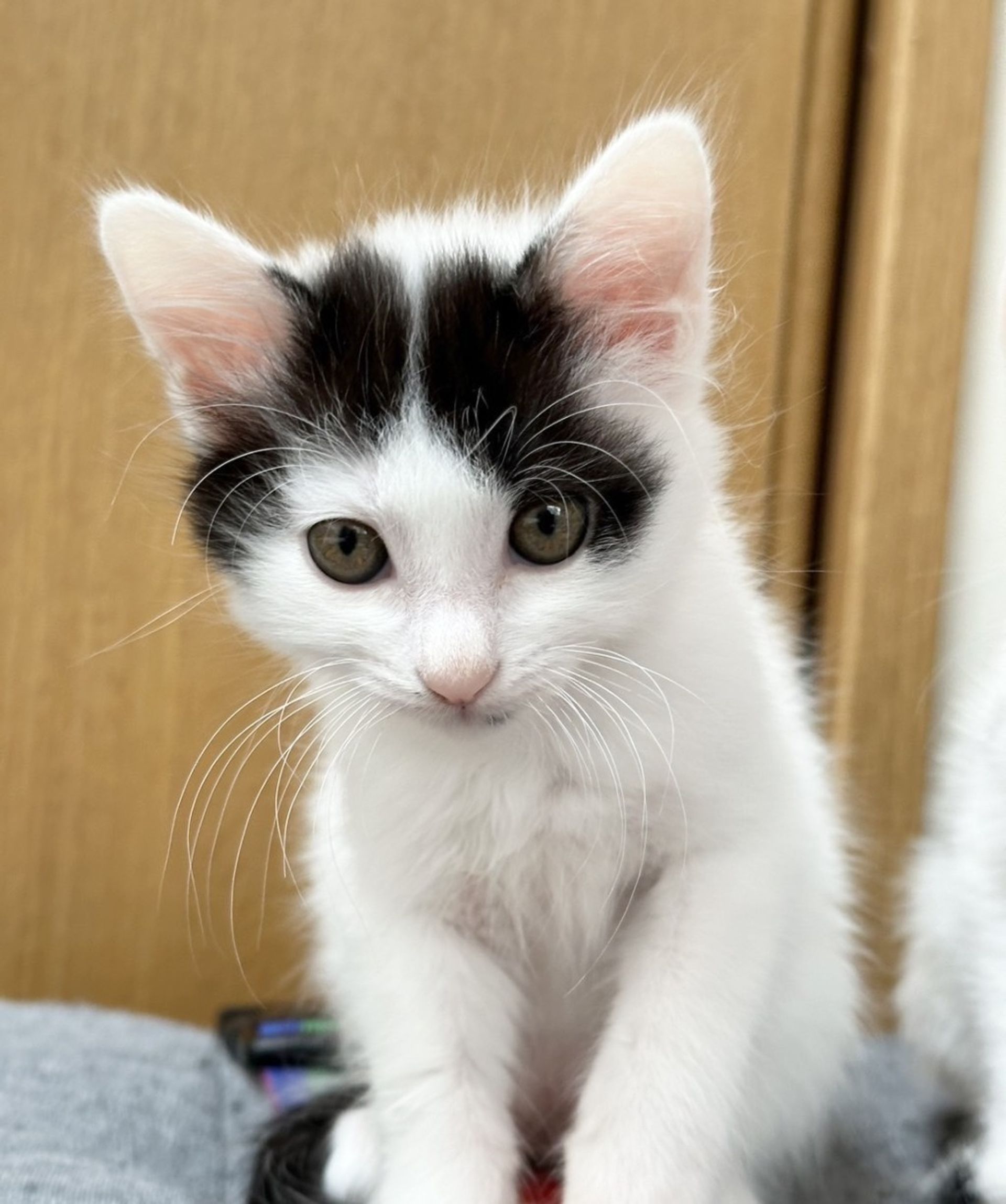 雑種（ミックス猫）・メスの里親募集の写真