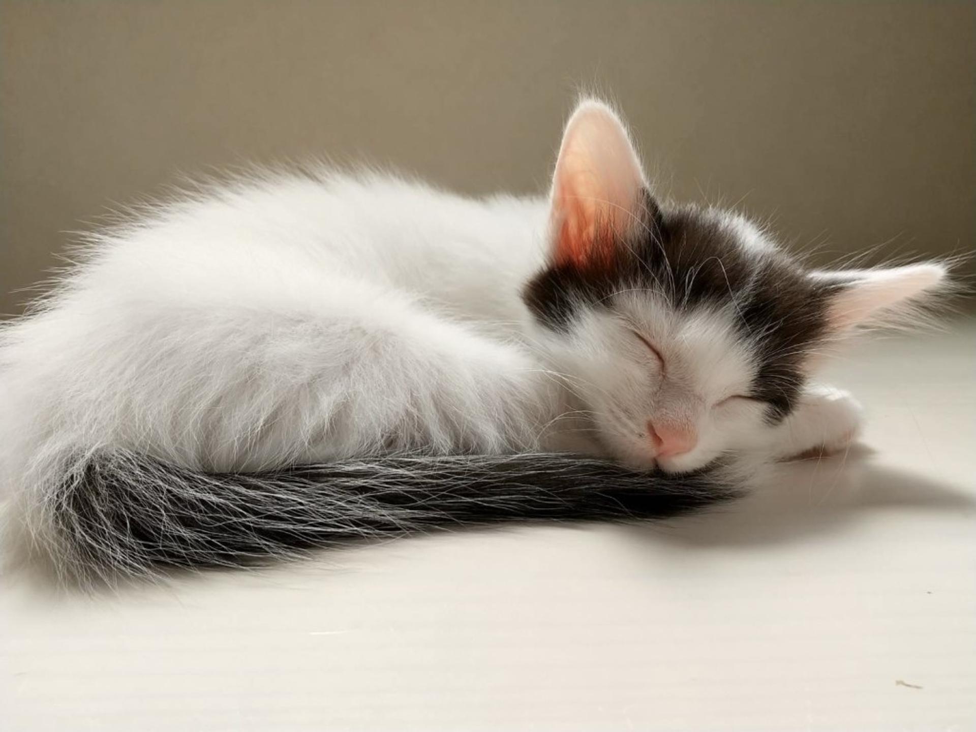 pet-image-9
