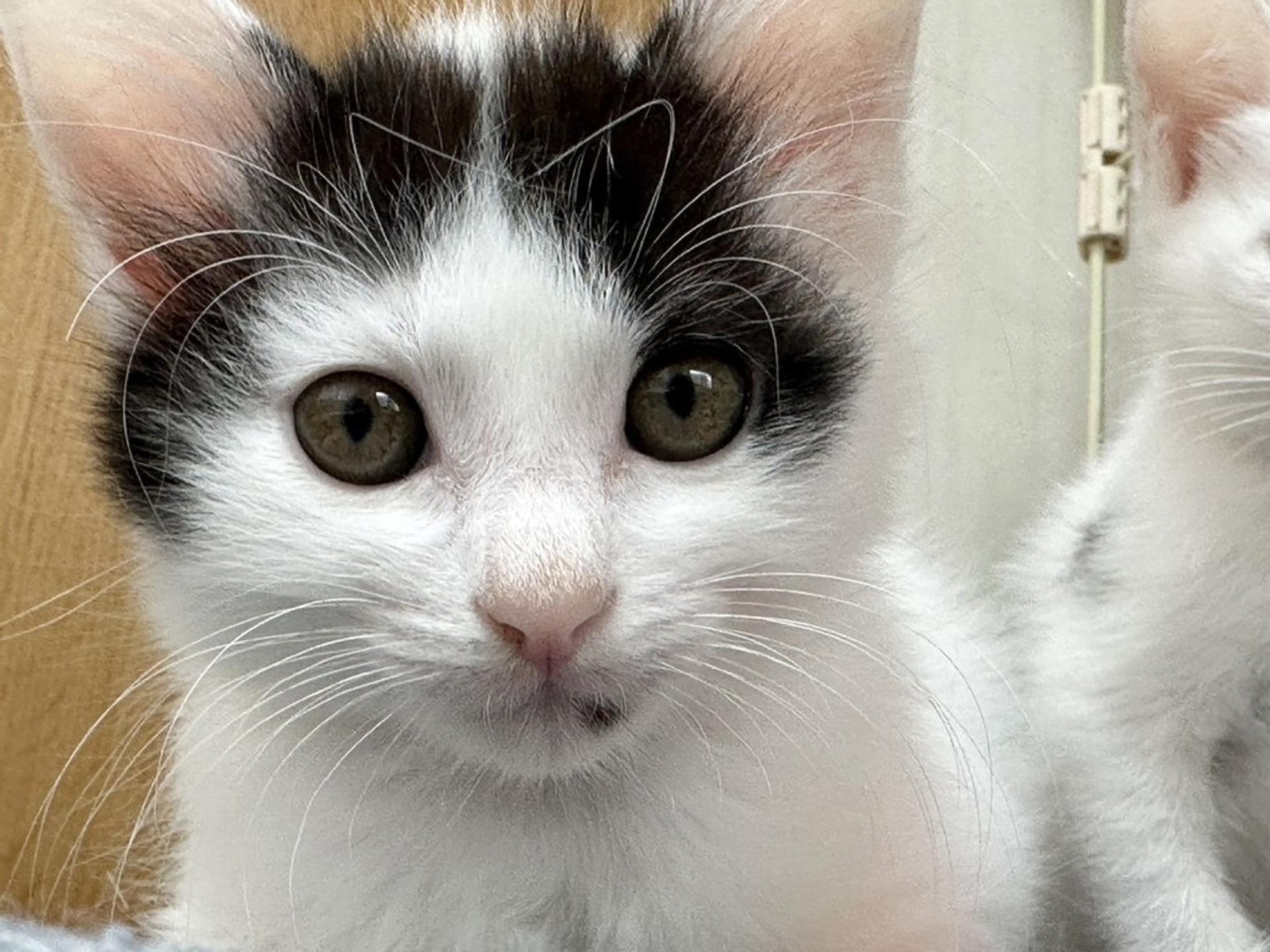 pet-image-5