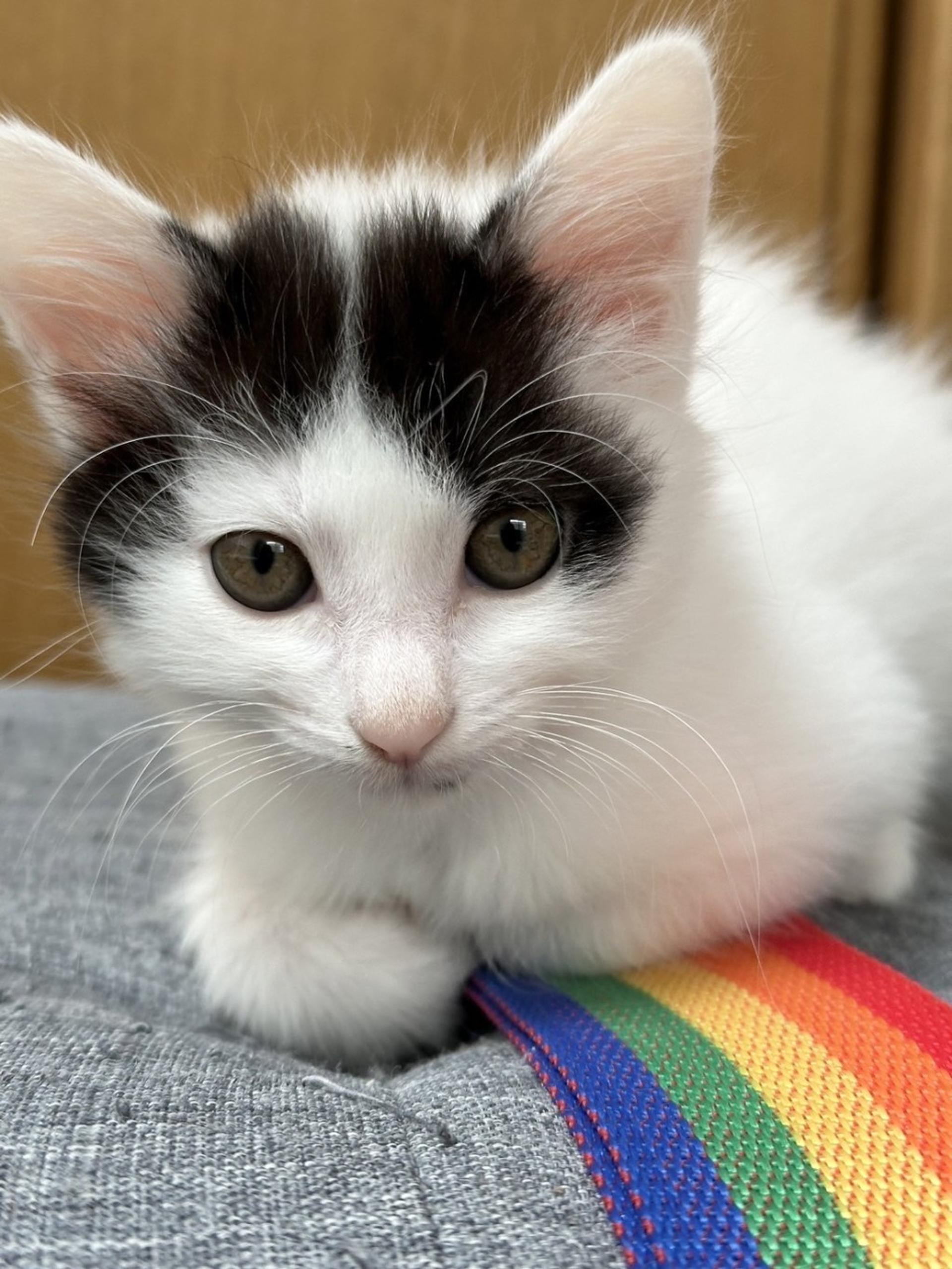 pet-image-8