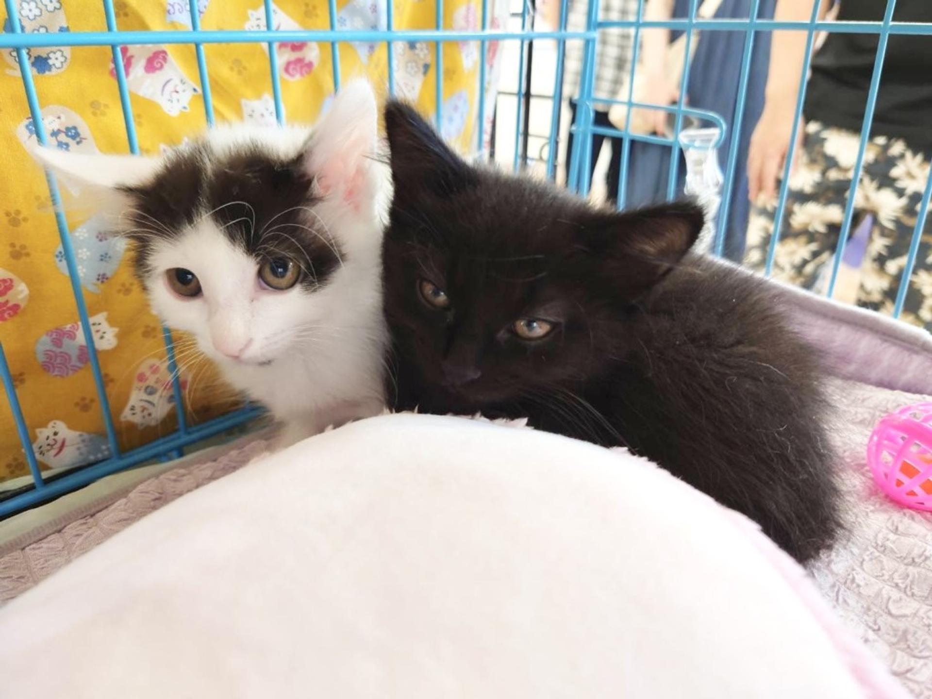 pet-image-8